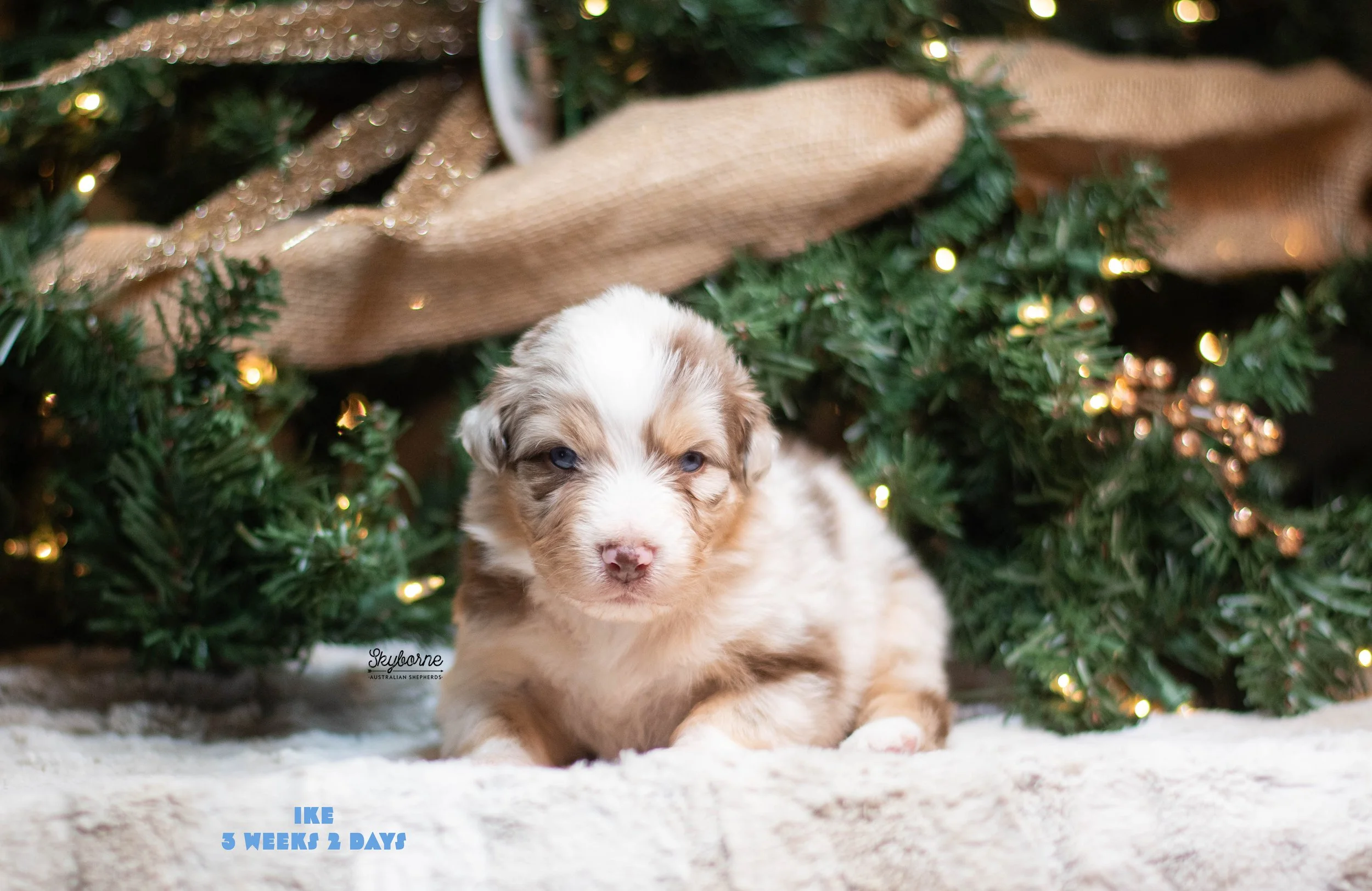 Skyborne Aussies -Strike x Samus - DSC_3338 - December 11, 2025.jpg
