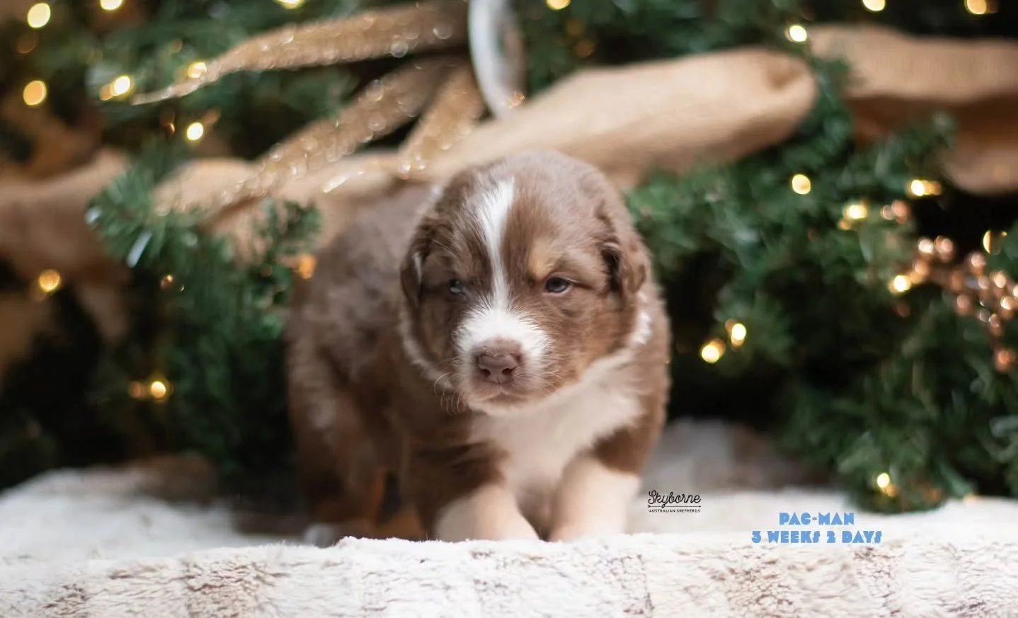 Happy 3 Weeks! Christmas has always been my favorite season to take photos. I love taking pictures in front of my tree. 🎄

These guys are growing so fast and their little personalities are really starting to show! They have a lot to say, love to gro