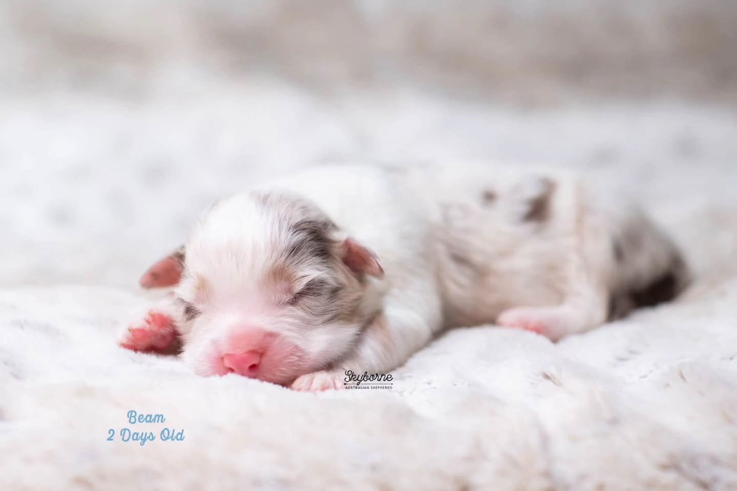 On December 11th, Kraken and Halo welcomed nine beautiful babies!  It was a long night and we have a few that are tiny but everyone is thriving and doing fabulous. 

This cross has exceeded all of our expectations, and we are incredibly pleased with 