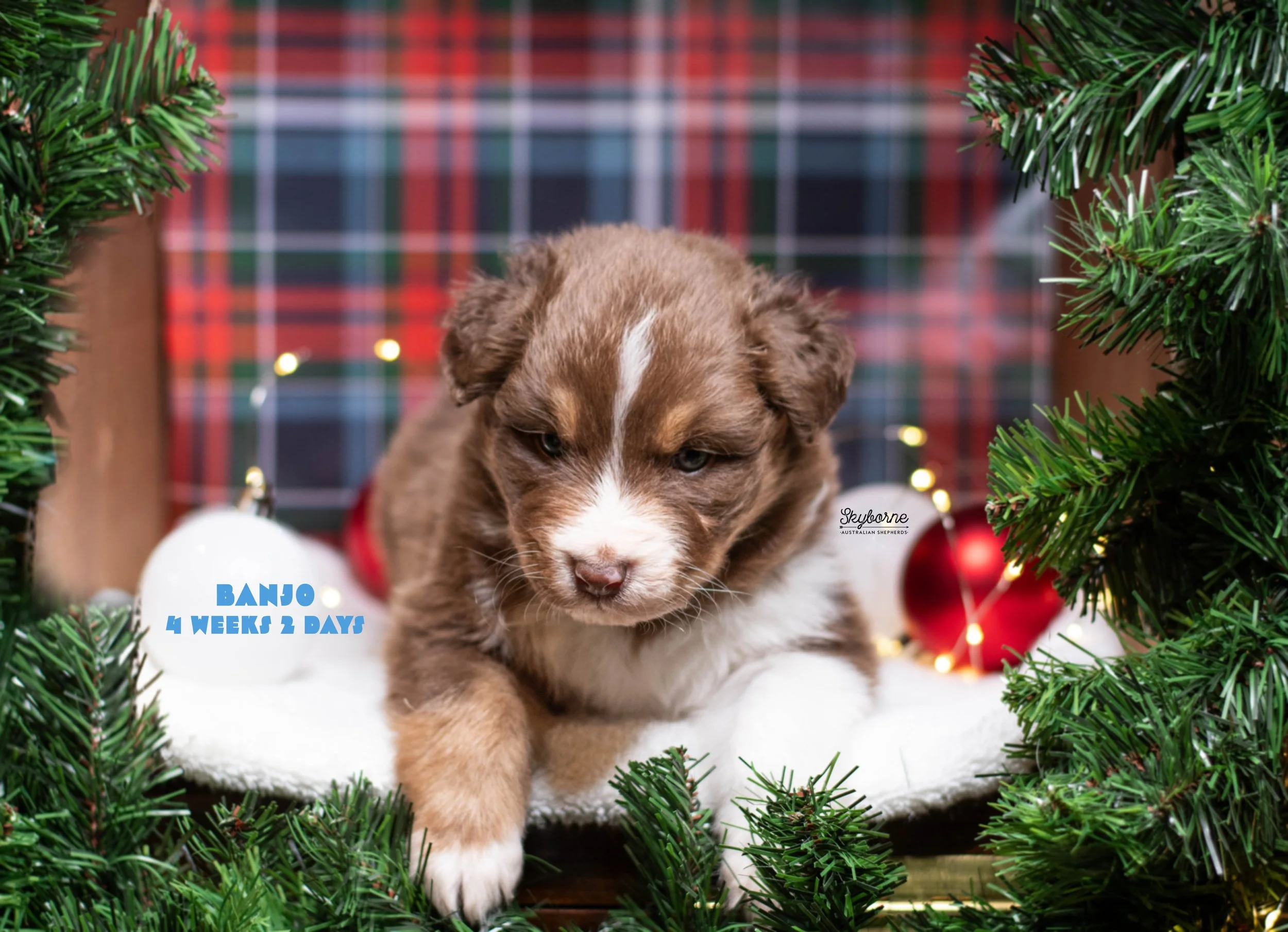 Skyborne Aussies -Strike x Samus - DSC_4520 - December 18, 2025.jpg