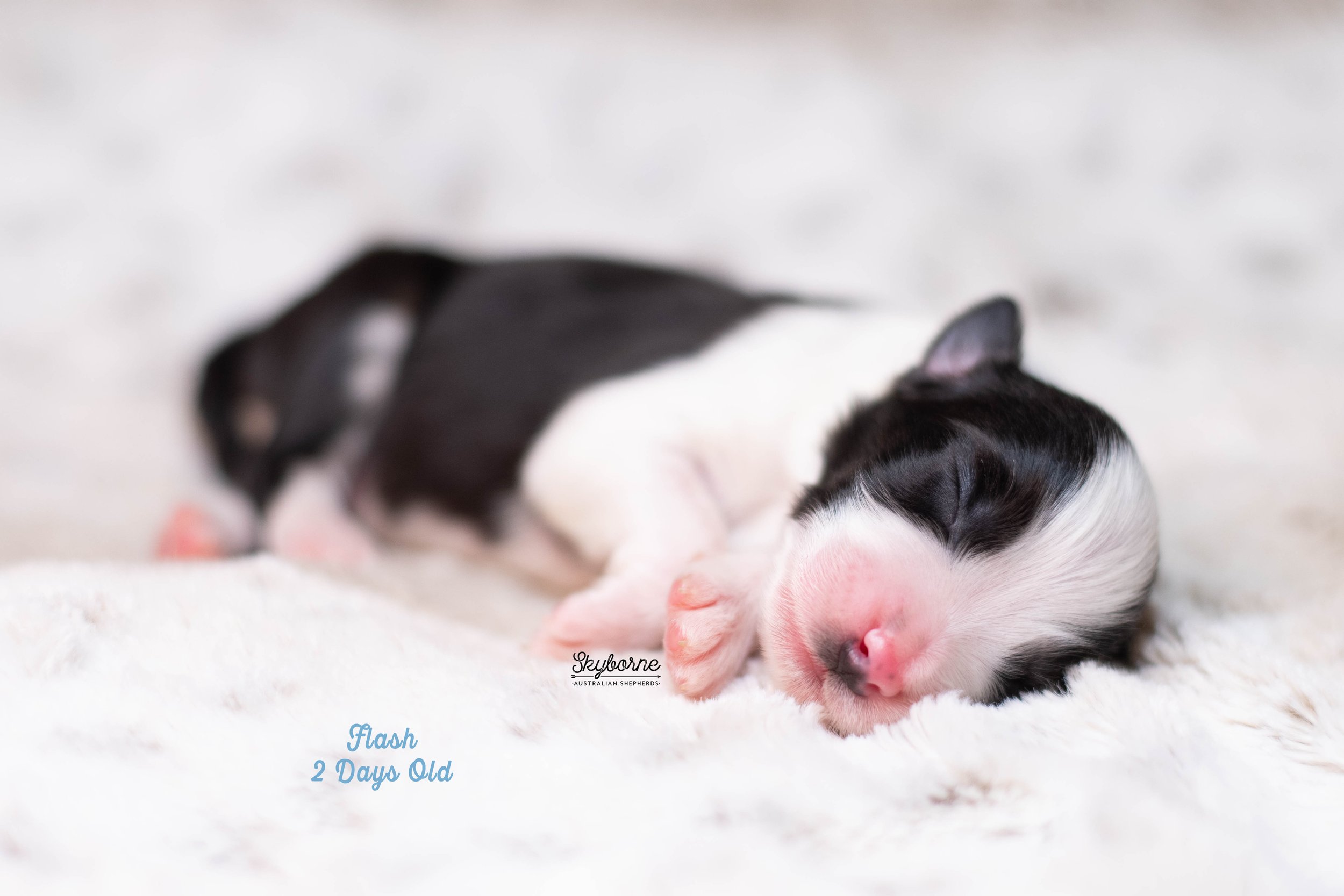 Skyborne Aussies -Kraken x Halo - DSC_3801 - December 13, 2025.jpg