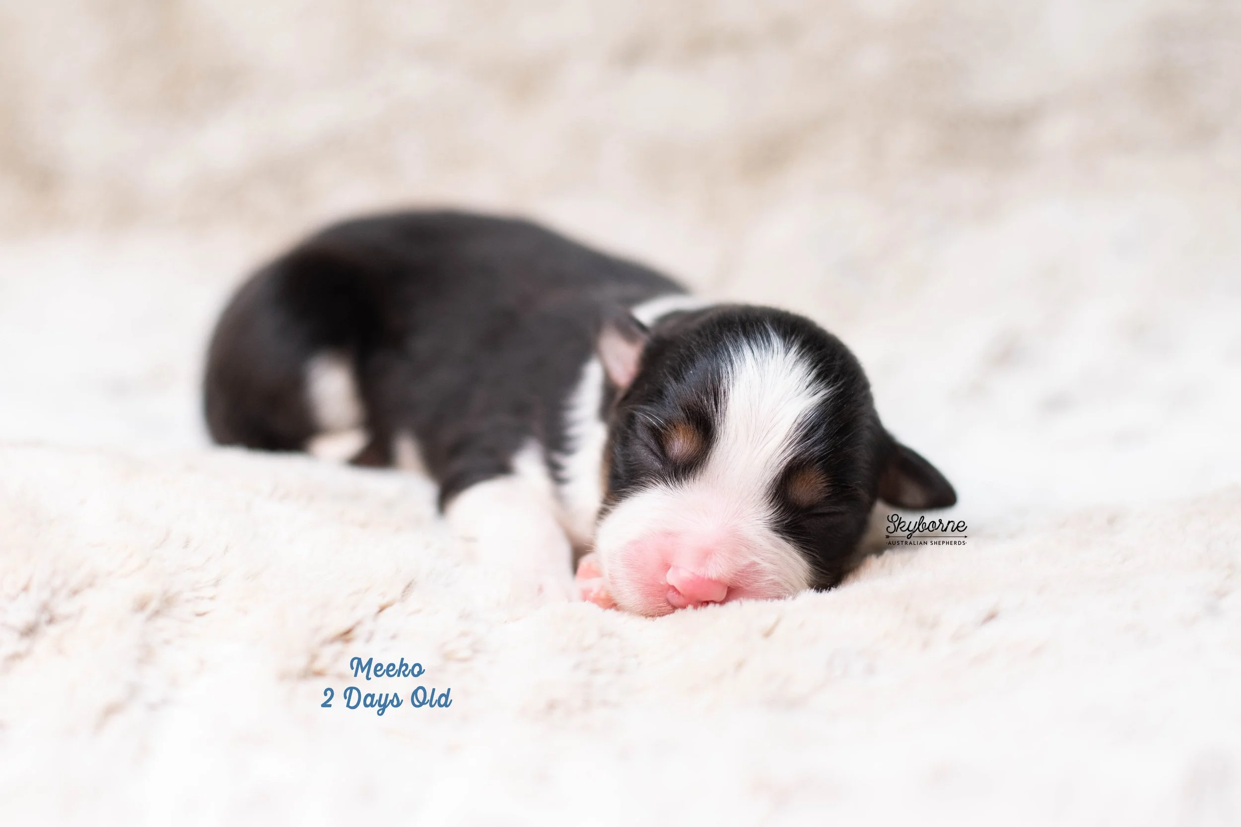 Skyborne Aussies -Kraken x Lyric - DSC_4102 - December 15, 2025.jpg