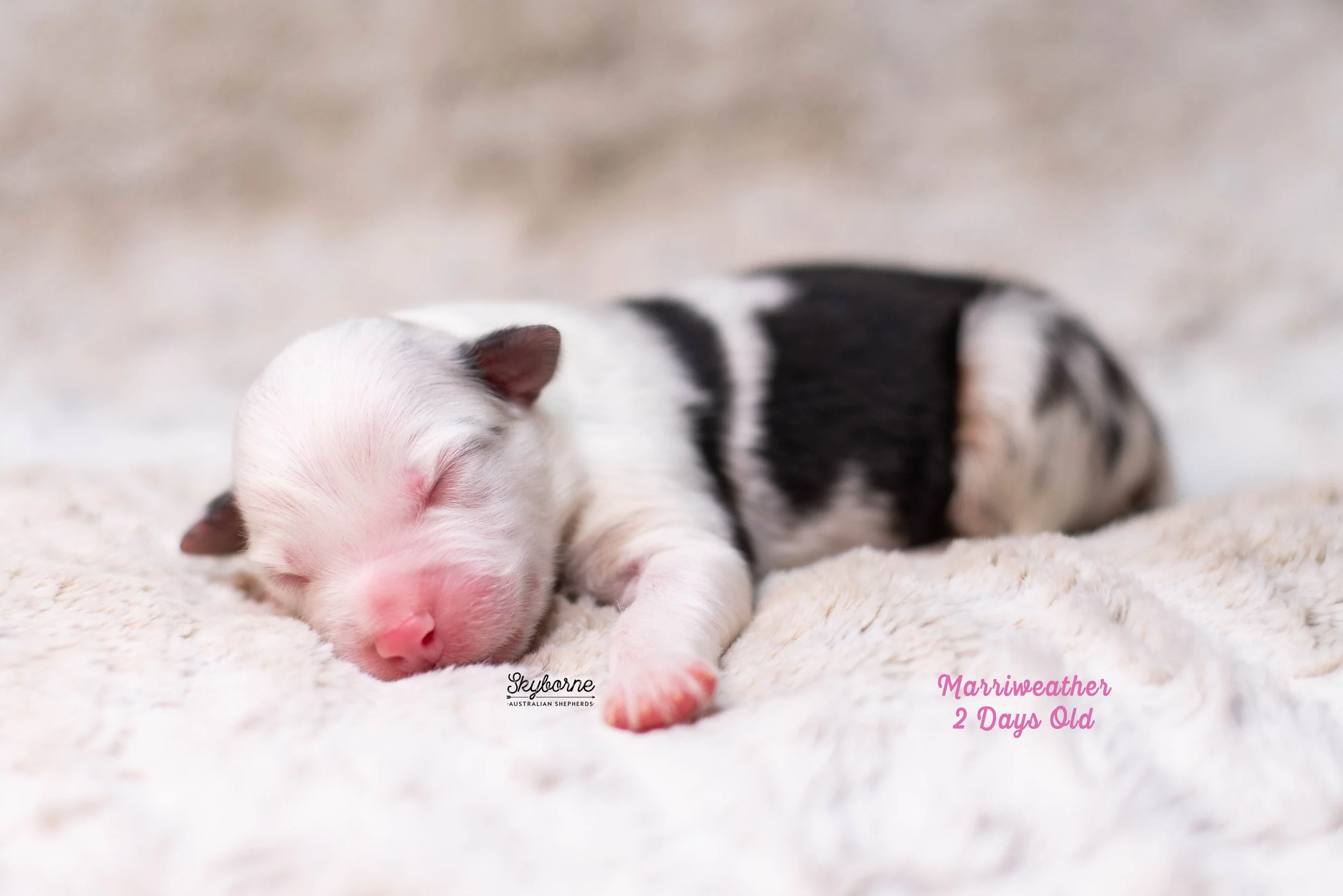 Skyborne Aussies -Kraken x Lyric - DSC_4244 - December 15, 2025.jpg