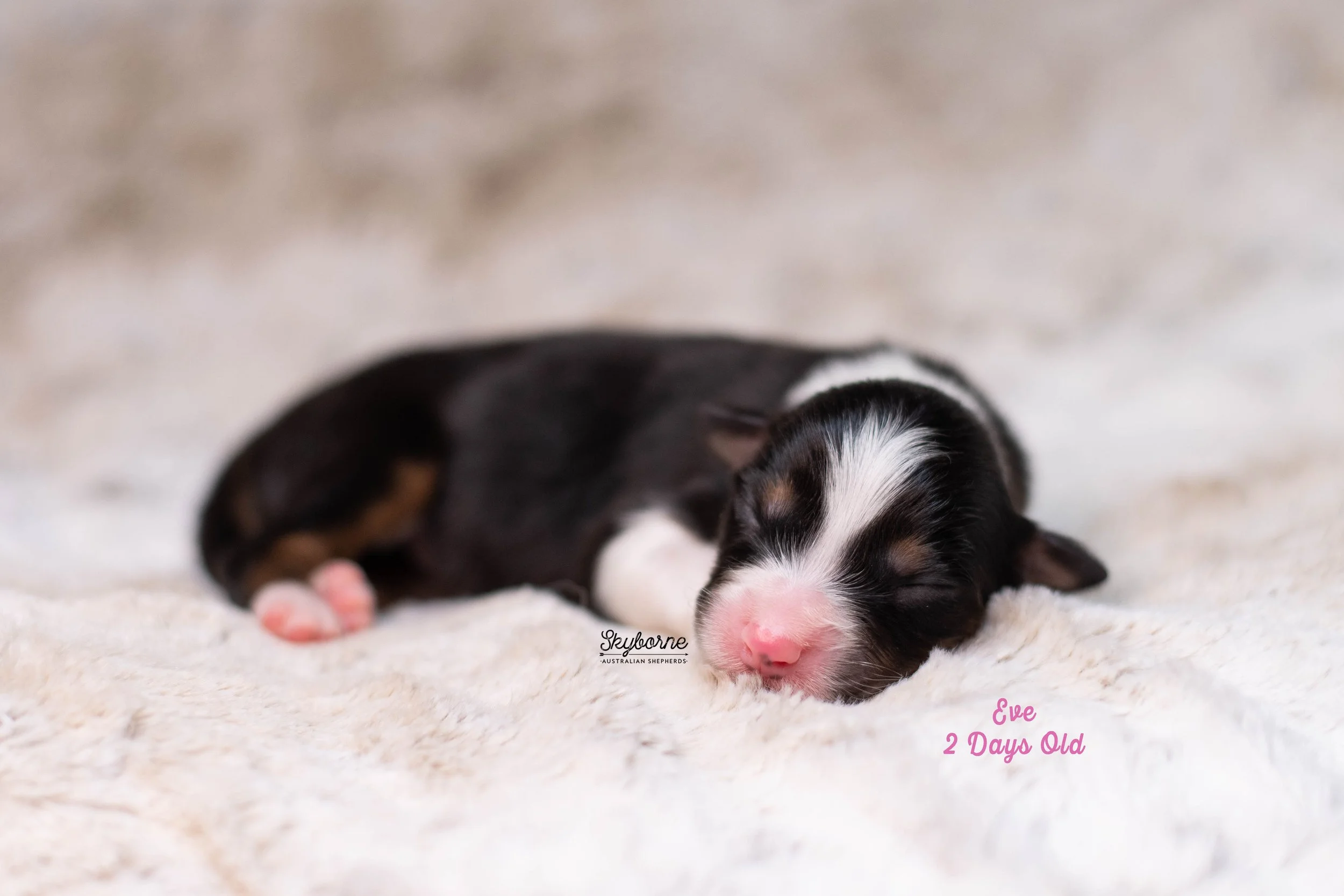 Skyborne Aussies -Kraken x Lyric - DSC_4264 - December 15, 2025.jpg