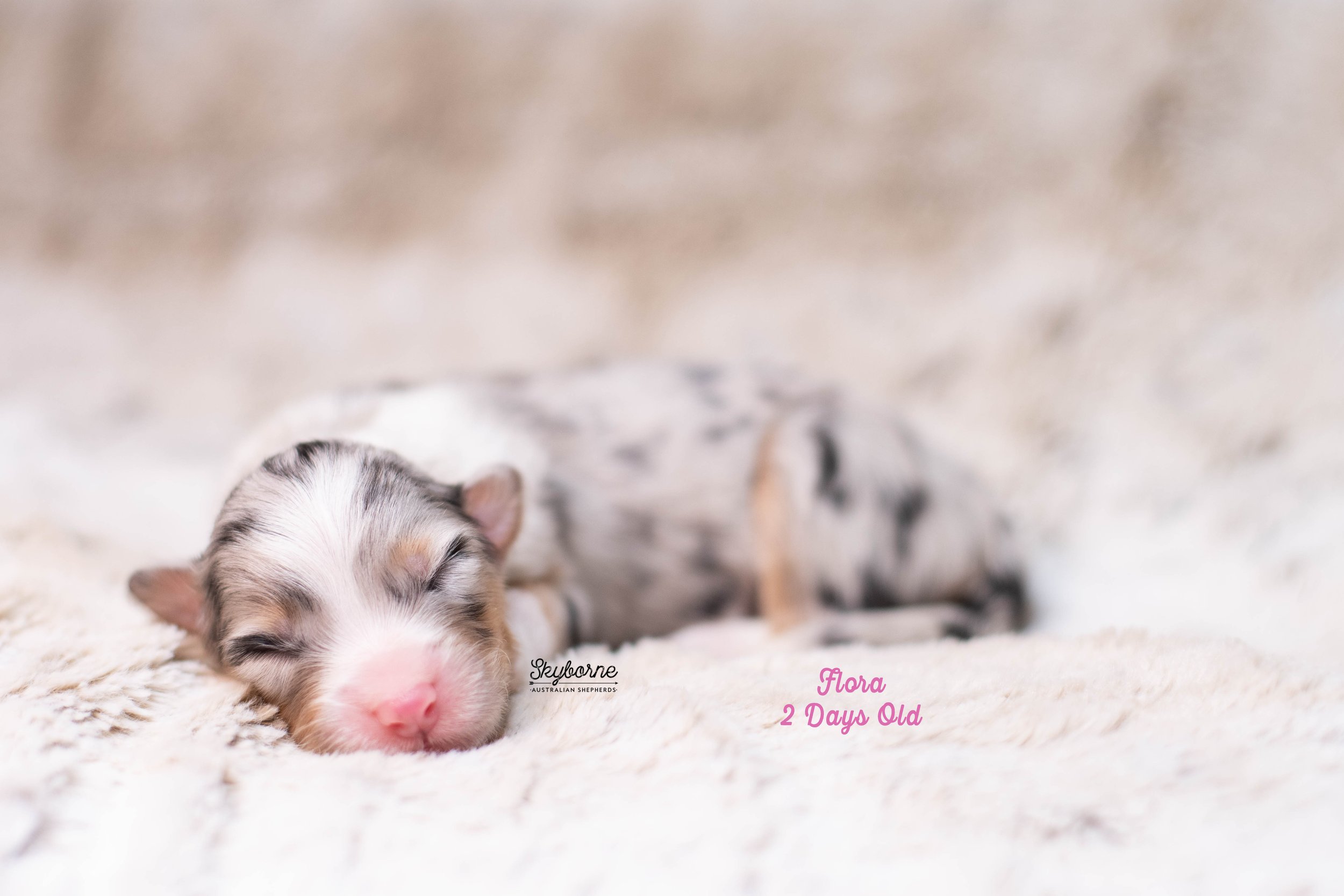 Skyborne Aussies -Kraken x Lyric - DSC_4417 - December 15, 2025.jpg