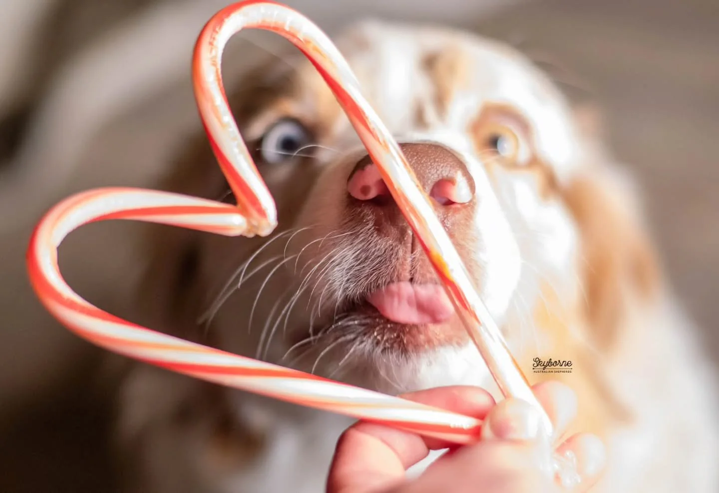 She was allllll about the peanut butter. 😅
🍬
🍬
Rogue, Skyborne's Road Less Traveled CGC TKN
CH Meatball x CH Lyric