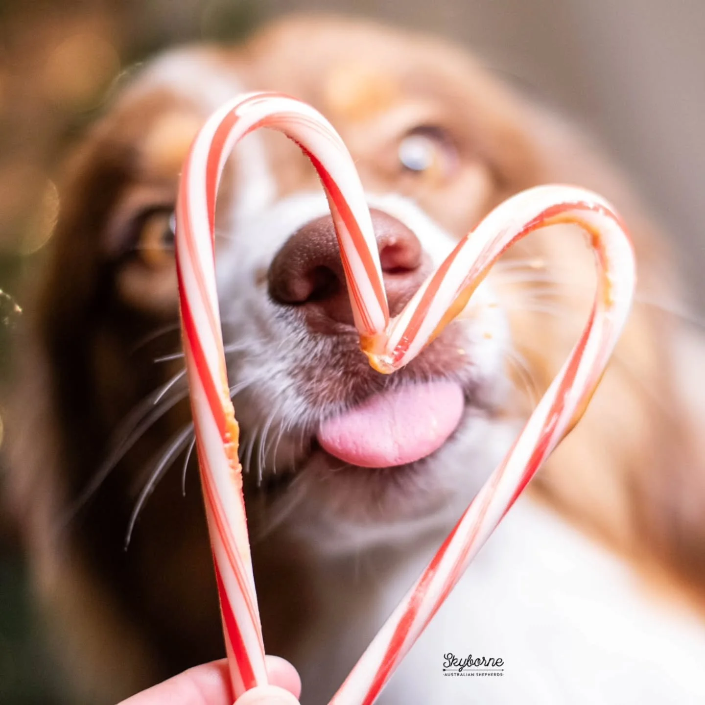 She was not a fan of the peanutbutter and only participated because I asked. ❤️😆
🍬
🍬
Quest, Skyborne's Adventure Is Out There CGC TKN
CH Meatball x CH Lyric