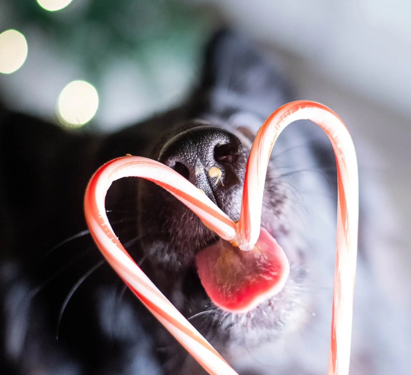 Considered posting these all together, but they deserve their own posts because they make me smile. 🙃 So enjoy these fun Candy Cane photos!
🍬
Image, OH Group Winning CH La Niege Priaitiewind Brust Mode 
BIS GCH Kodak x BIS GCHG Soleil