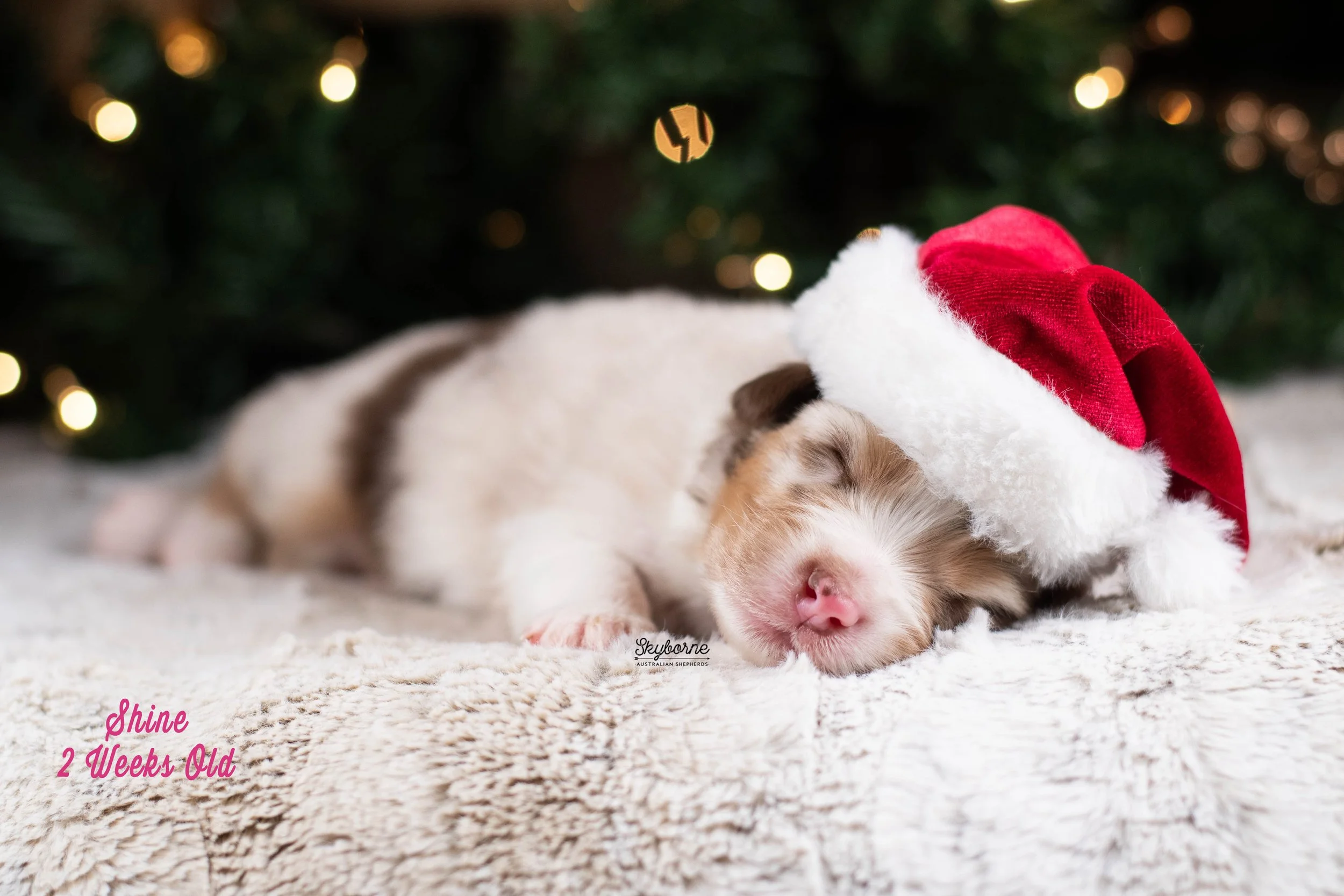 Skyborne Aussies -Kraken x Halo - DSC_6356 - December 25, 2025.jpg