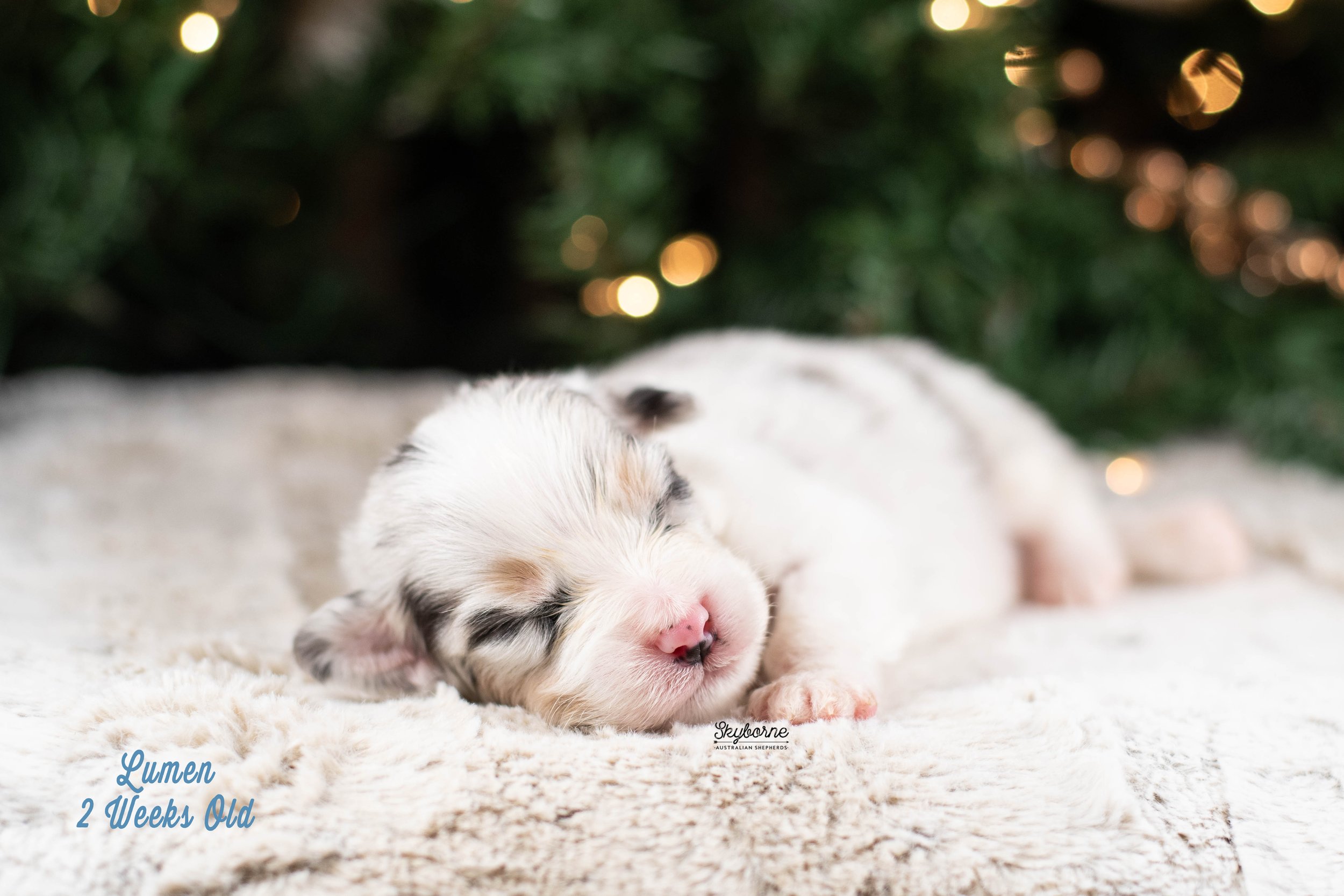 Skyborne Aussies -Kraken x Halo - DSC_6557 - December 25, 2025.jpg