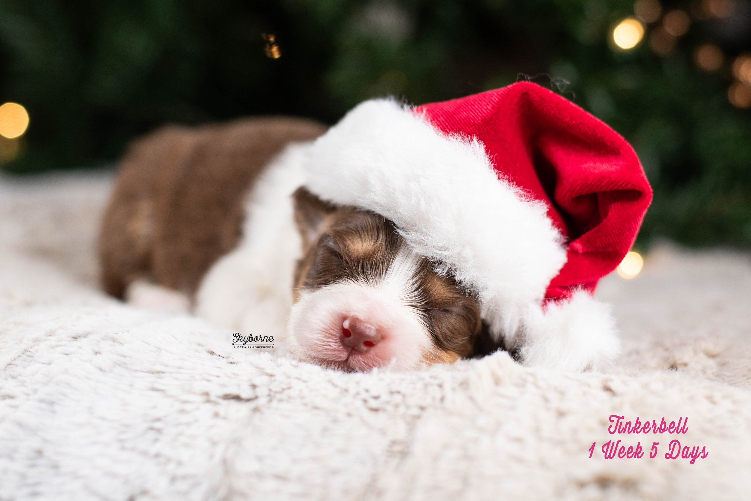 Skyborne Aussies -Kraken x Lyric - DSC_6695 - December 25, 2025.jpg