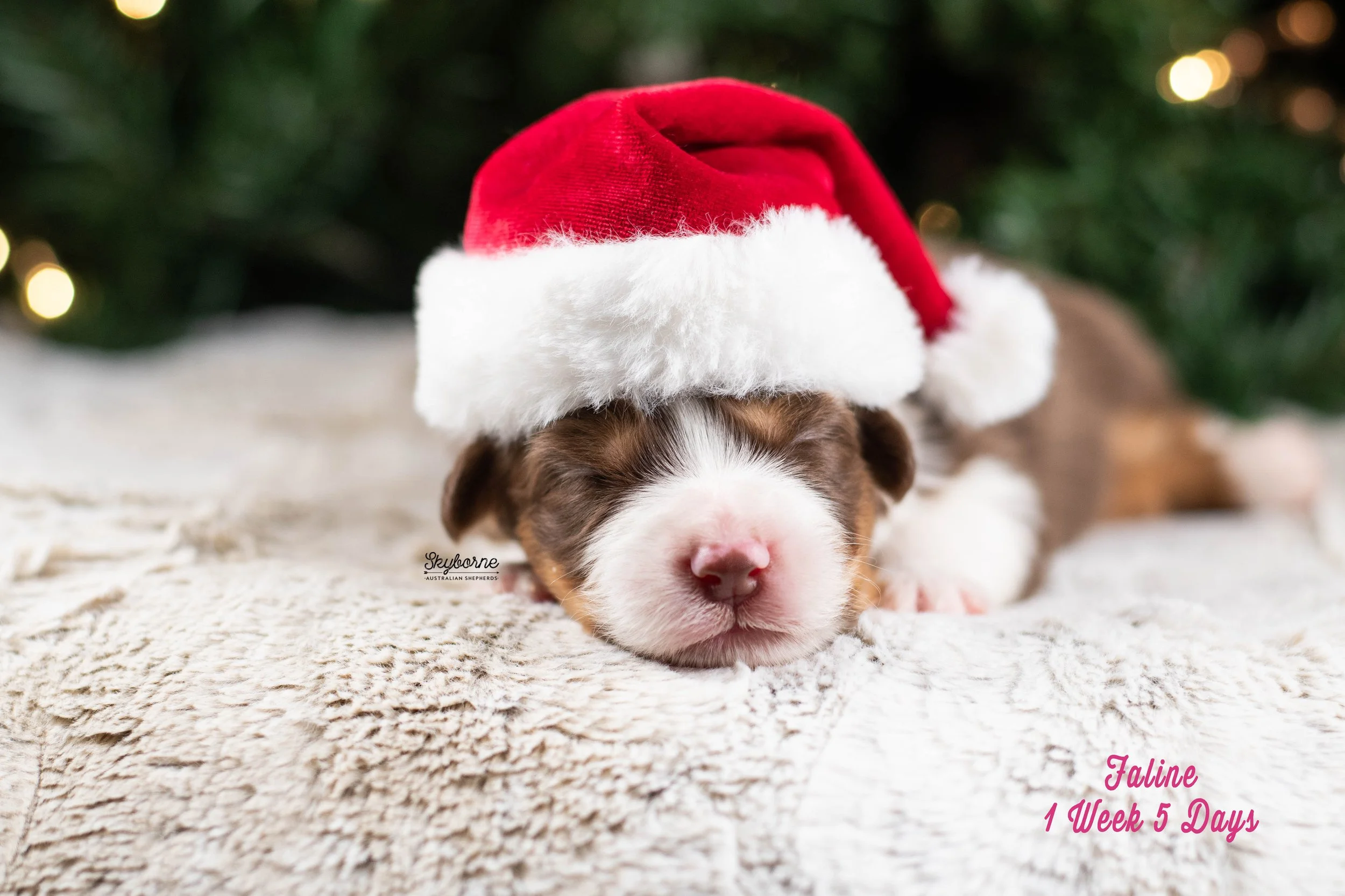 Skyborne Aussies -Kraken x Lyric - DSC_6748 - December 25, 2025.jpg