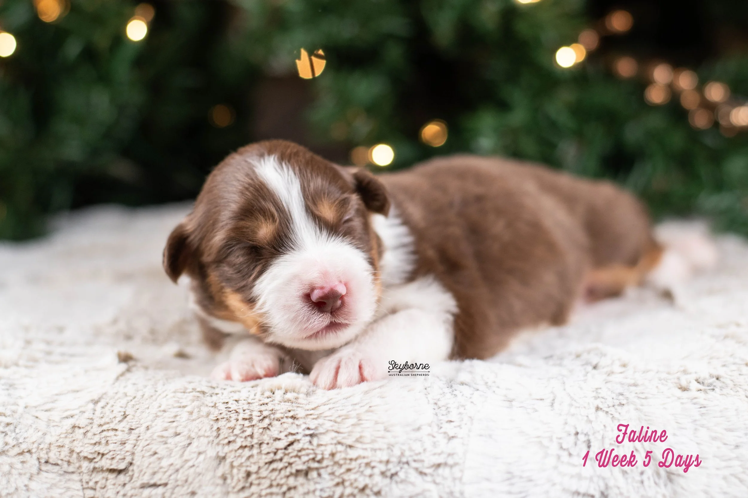 Skyborne Aussies -Kraken x Lyric - DSC_6763 - December 25, 2025.jpg