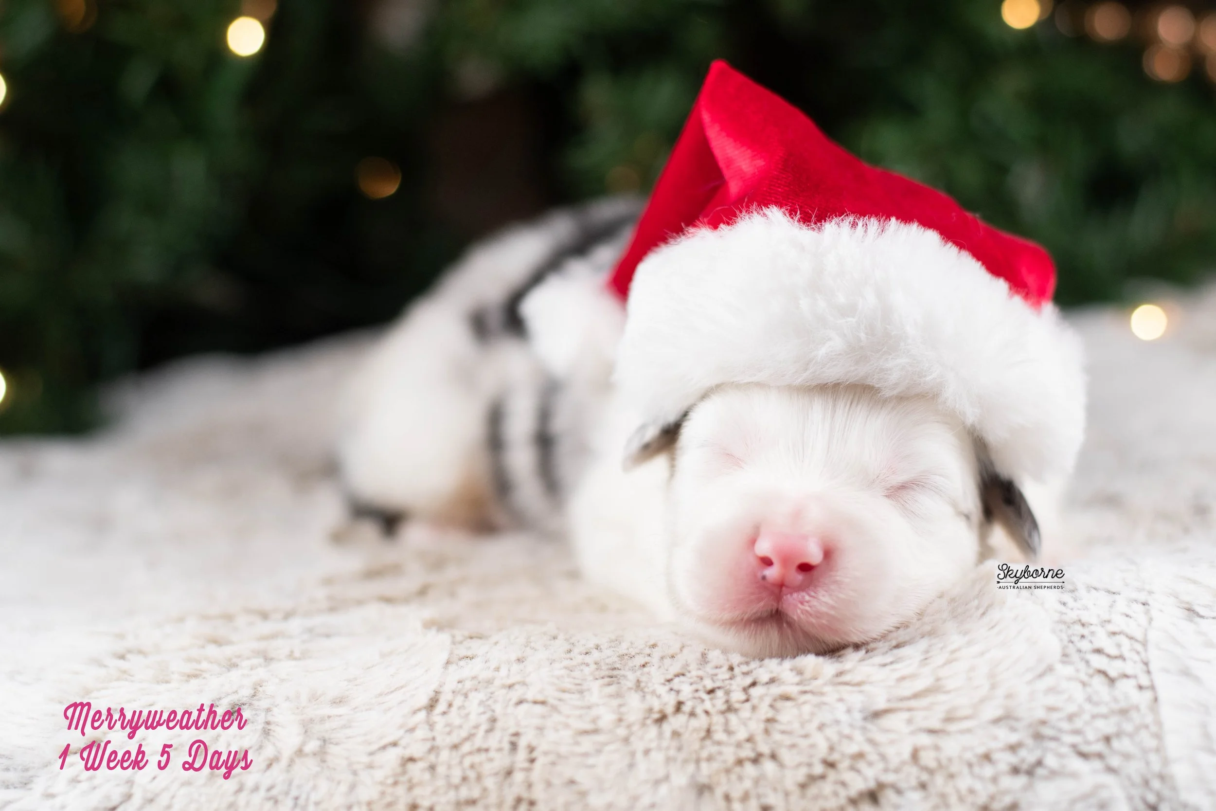 Skyborne Aussies -Kraken x Lyric - DSC_6812 - December 25, 2025.jpg