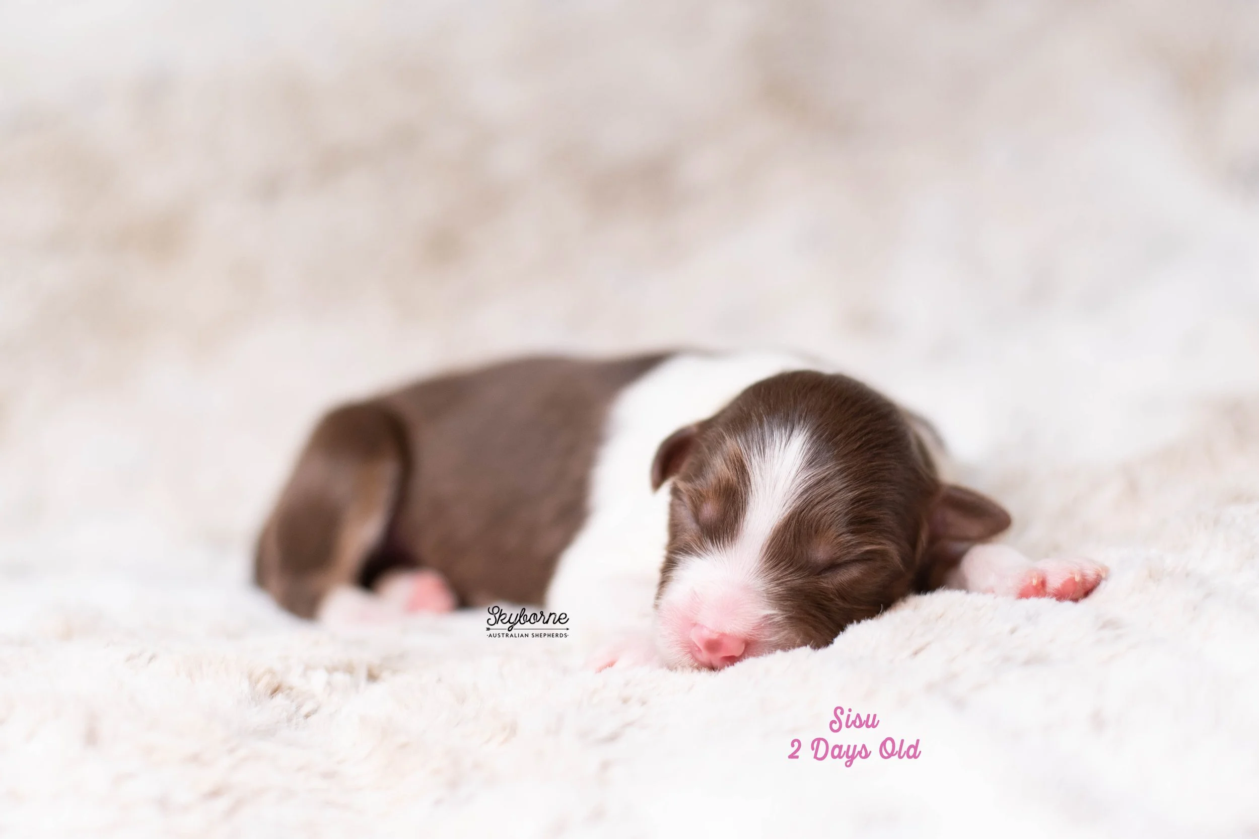 Skyborne Aussies -Kraken x Lyric - DSC_4136 - December 15, 2025.jpg