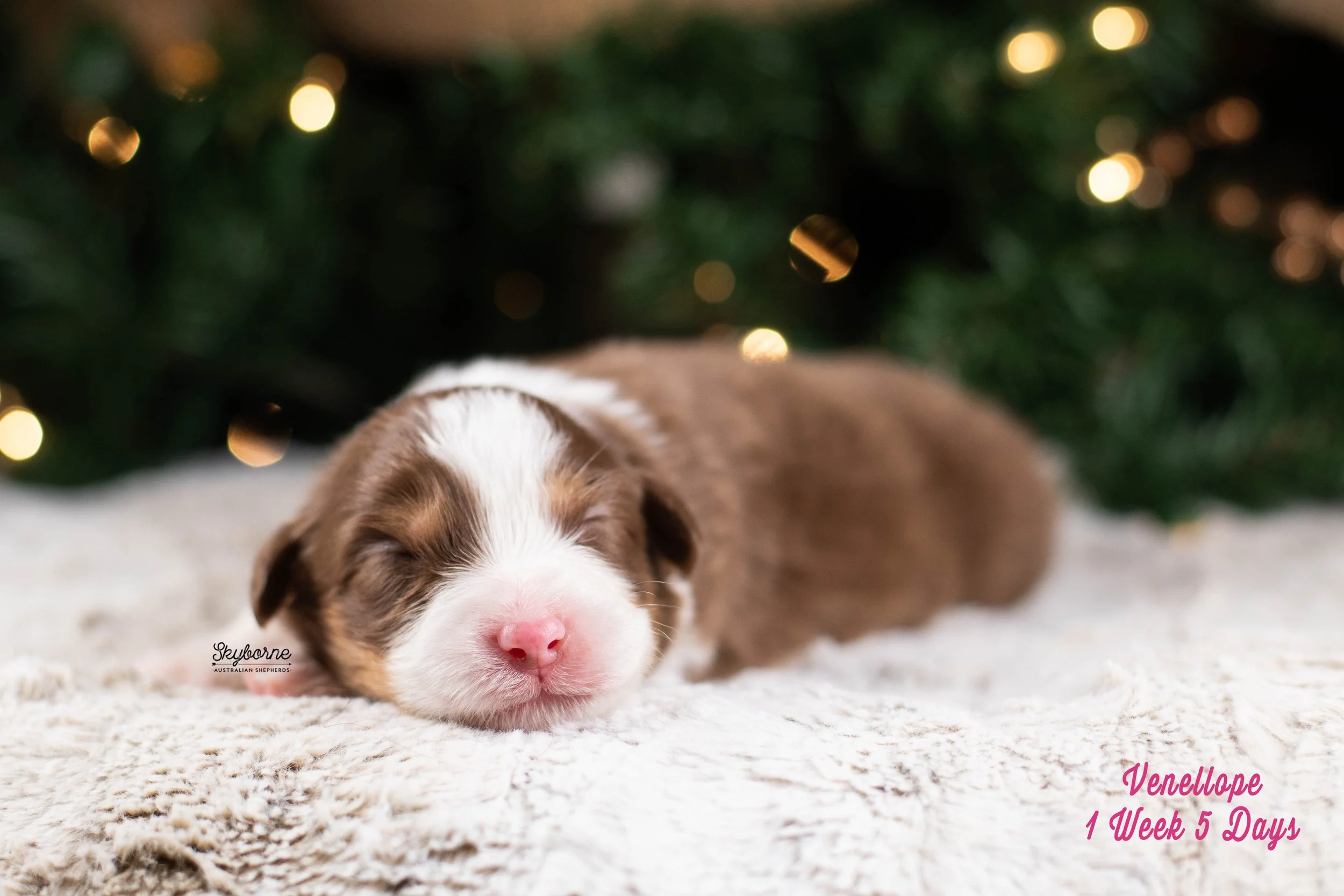 Skyborne Aussies -Kraken x Lyric - DSC_6976 - December 25, 2025.jpg