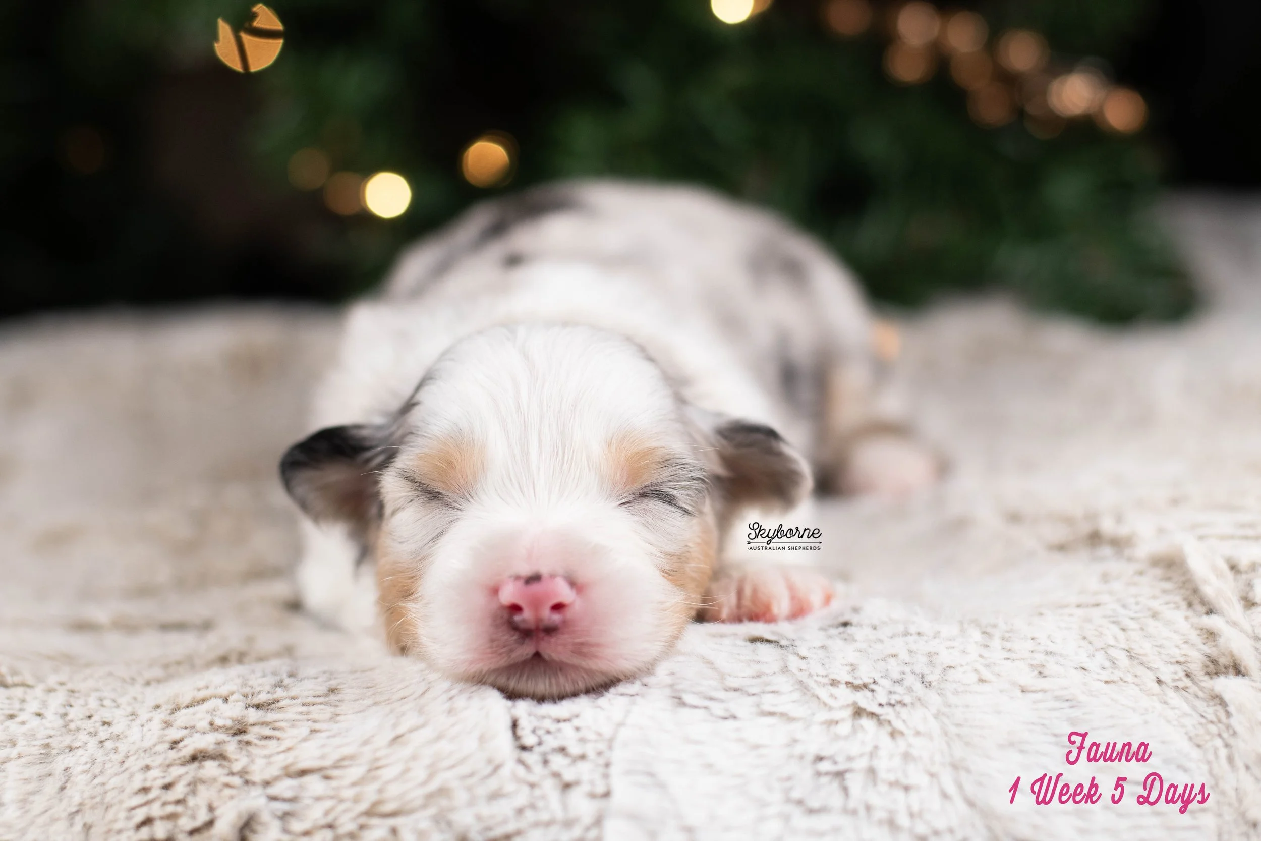 Skyborne Aussies -Kraken x Lyric - DSC_7008 - December 25, 2025.jpg