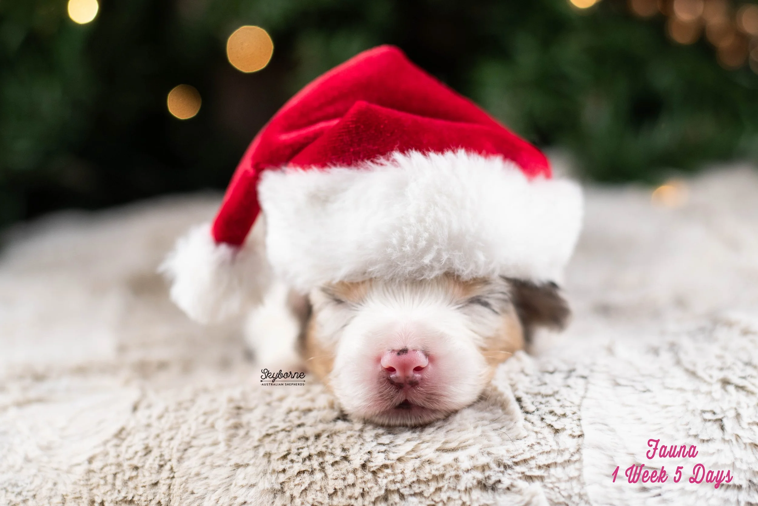 Skyborne Aussies -Kraken x Lyric - DSC_6989 - December 25, 2025.jpg