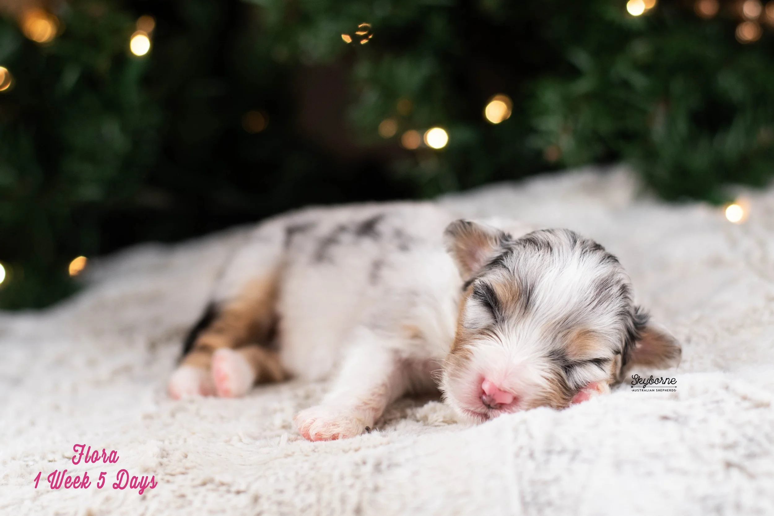 Skyborne Aussies -Kraken x Lyric - DSC_7021 - December 25, 2025.jpg