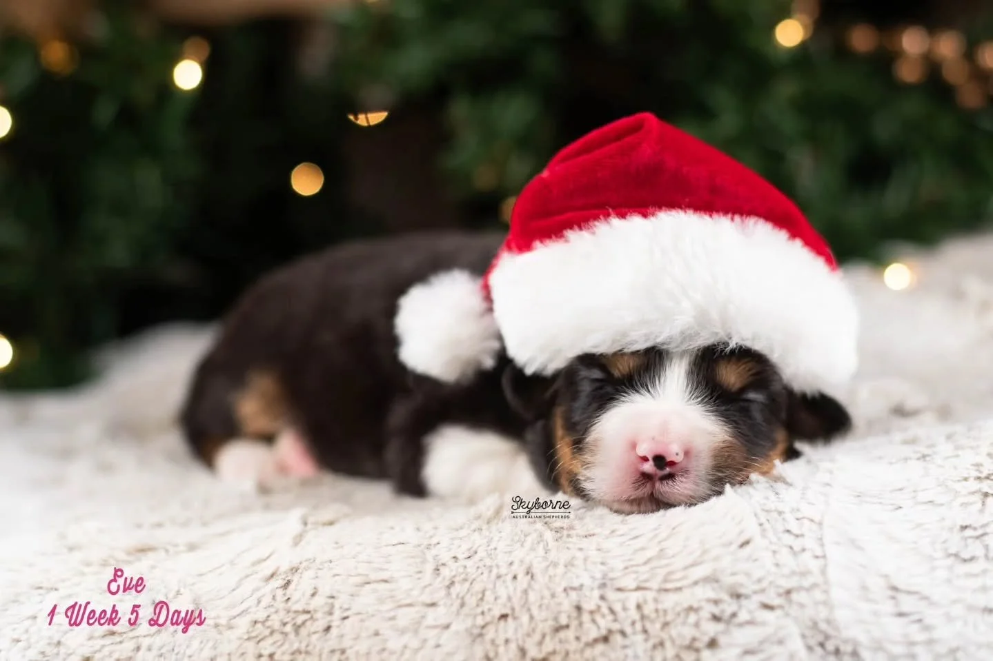 And our Disney Sidekicks wish you a Happy Holiday Season! 🏰❤️
.
🏰
❤️
#skyborneaussies #aussiesofinstagram #aussiepuppy #responsiblebreeding #australianshepherdsofinstagram