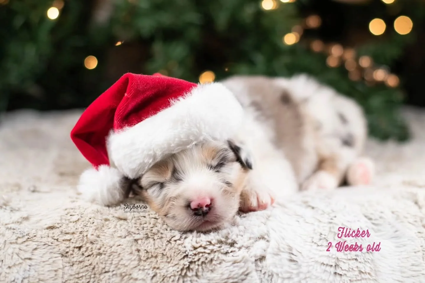 Merry Christmas from our Light Littles! 🎄✨️
.
.
Reposting because I realized I had the wrong name on Flicker. 🙄 I am tired. 
🎄
✨️
🎄
✨️
#skyborneaussies #aussiesofinstagram #aussiepuppy #australianshepherdsofinstagram #puppiesofig