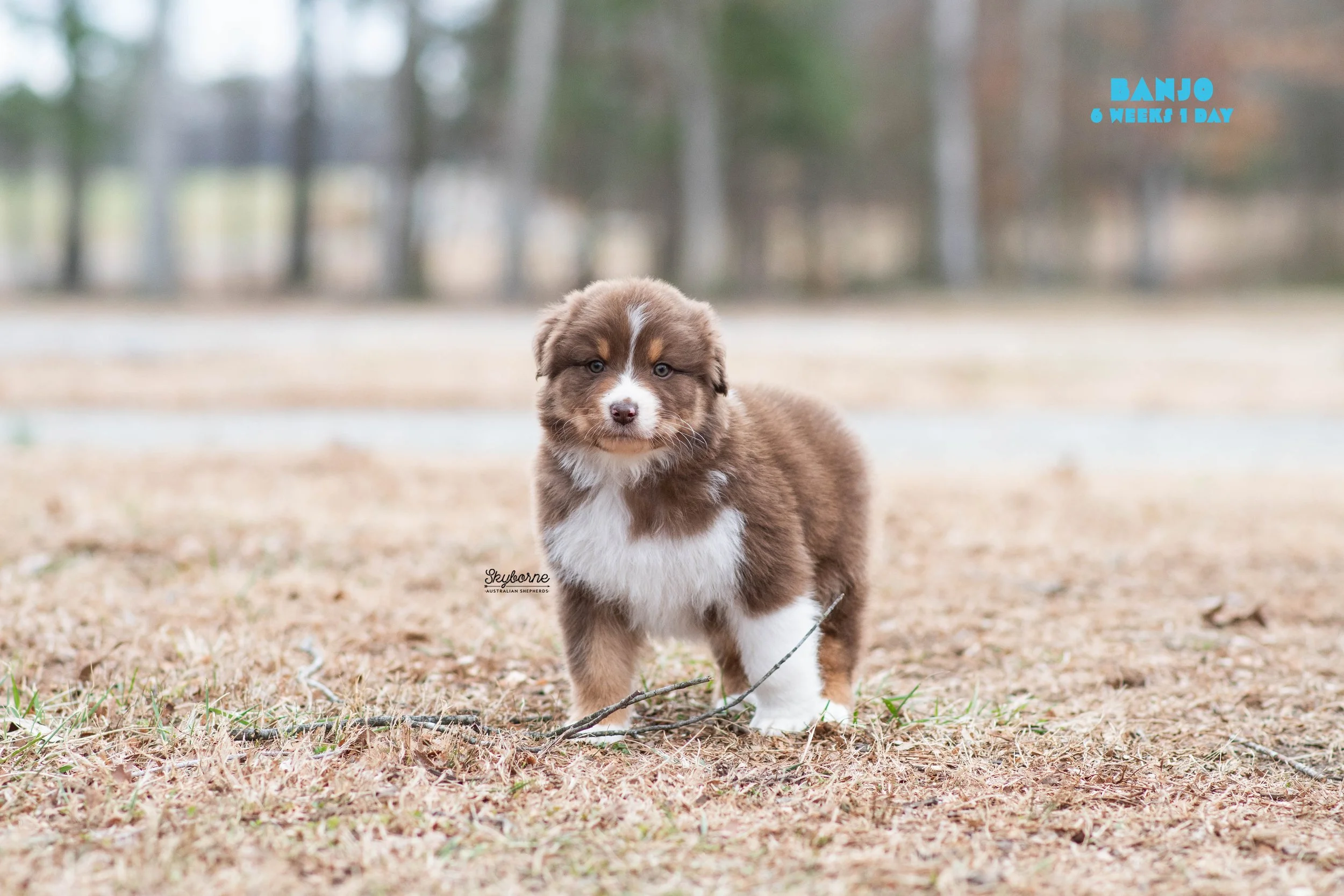 Skyborne Aussies - Strike x Samus - DSC_7103 - December 31, 2025.jpg