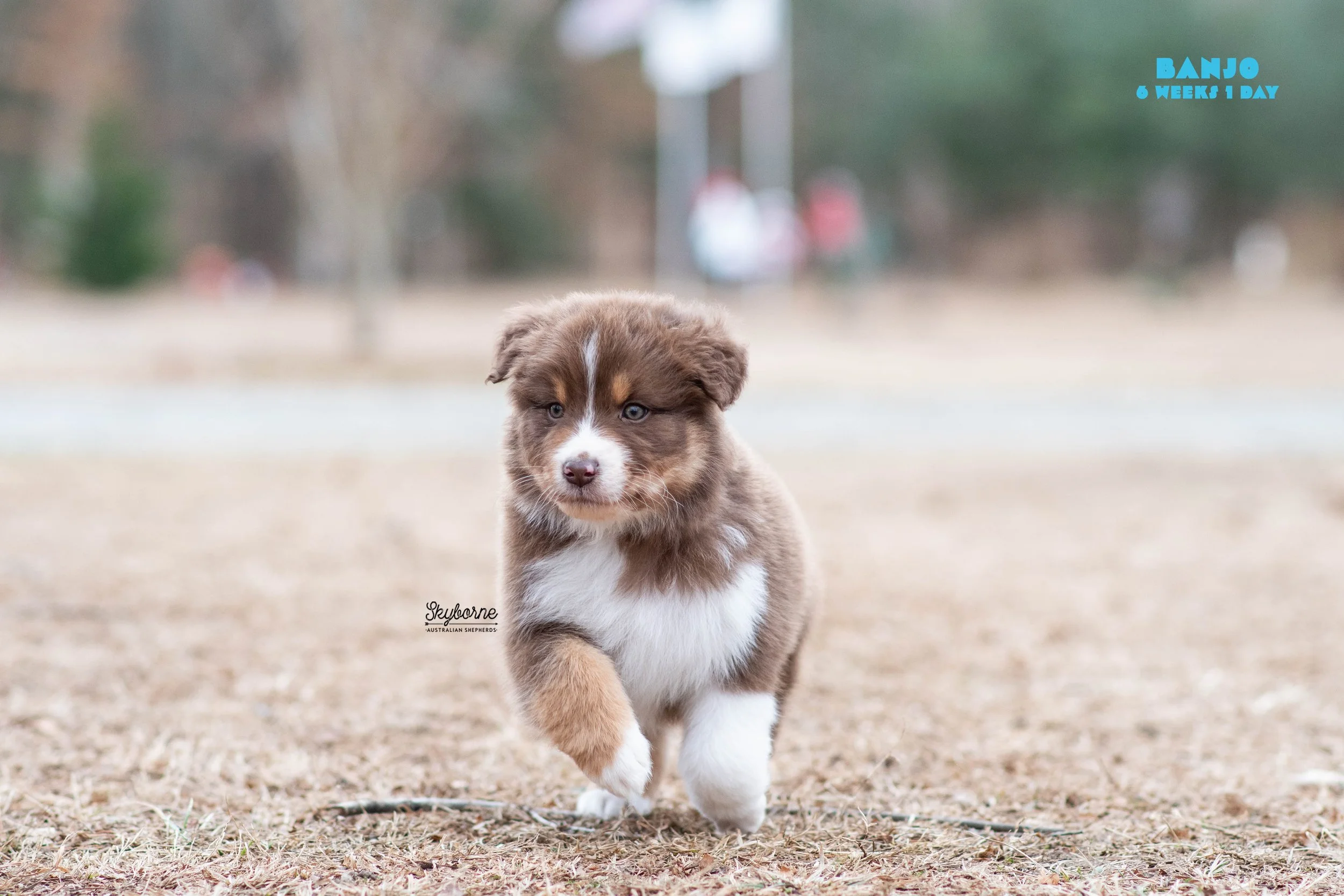 Skyborne Aussies - Strike x Samus - DSC_7136 - December 31, 2025.jpg