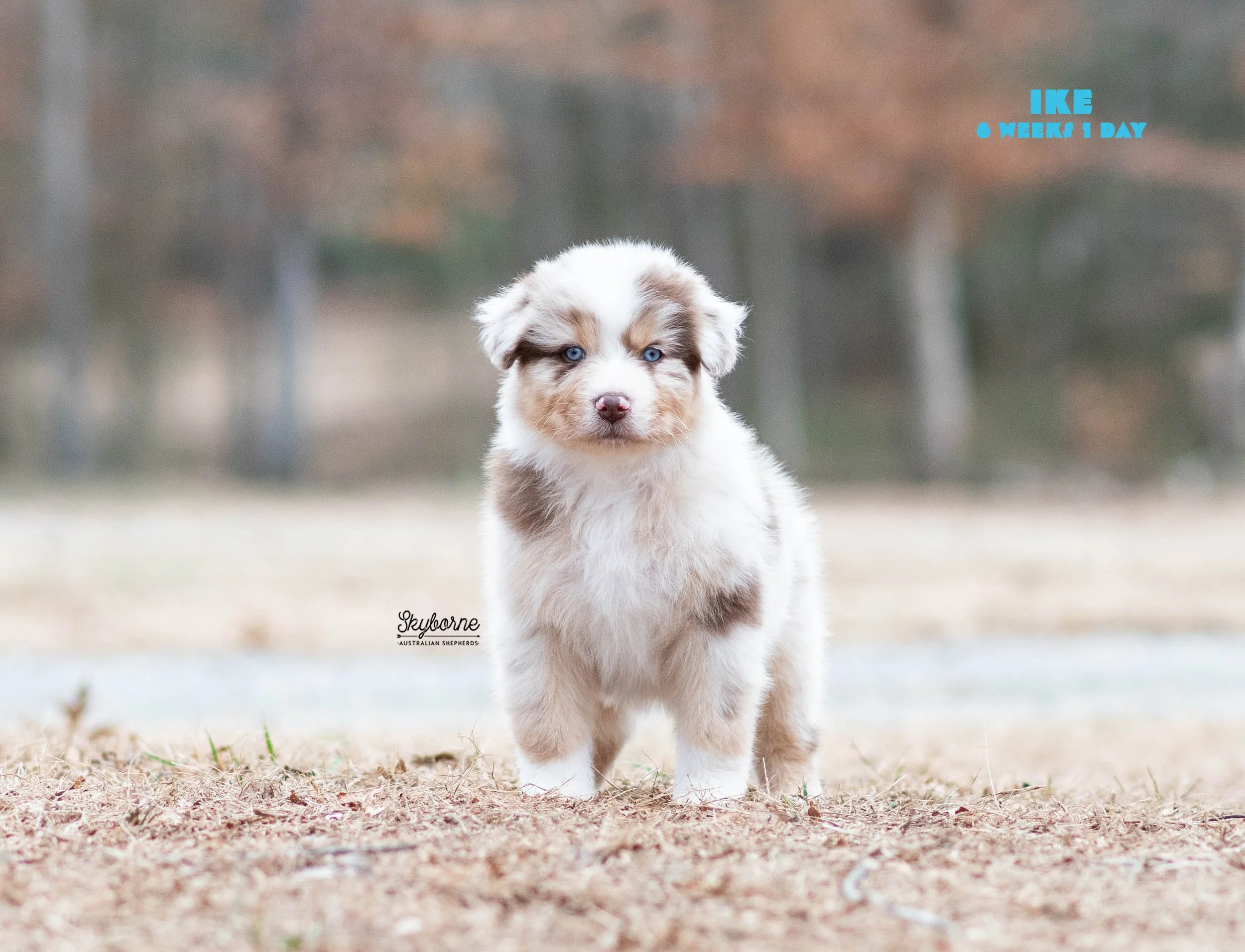 Skyborne Aussies - Strike x Samus - DSC_7248 - December 31, 2025.jpg