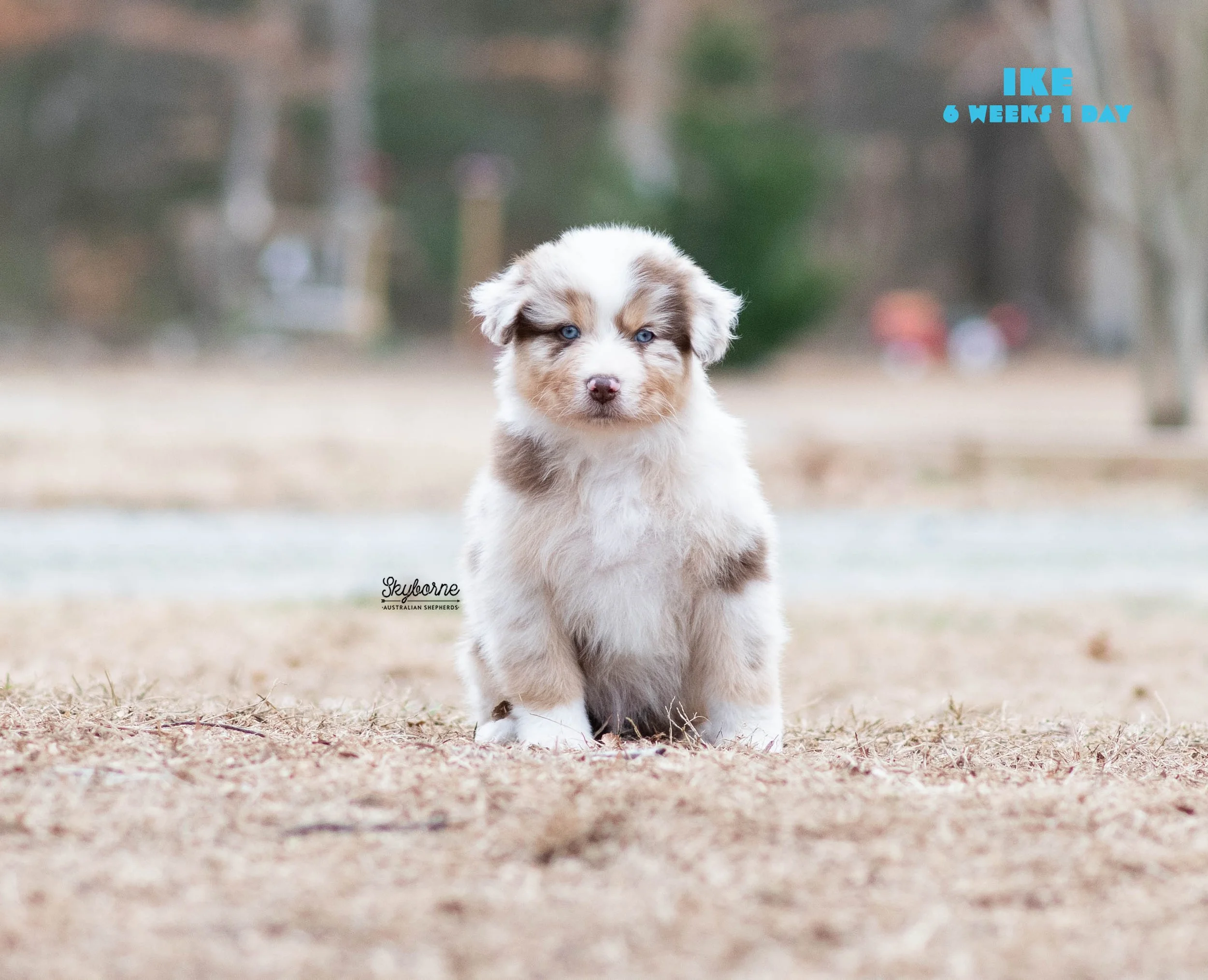 Skyborne Aussies - Strike x Samus - DSC_7264 - December 31, 2025.jpg