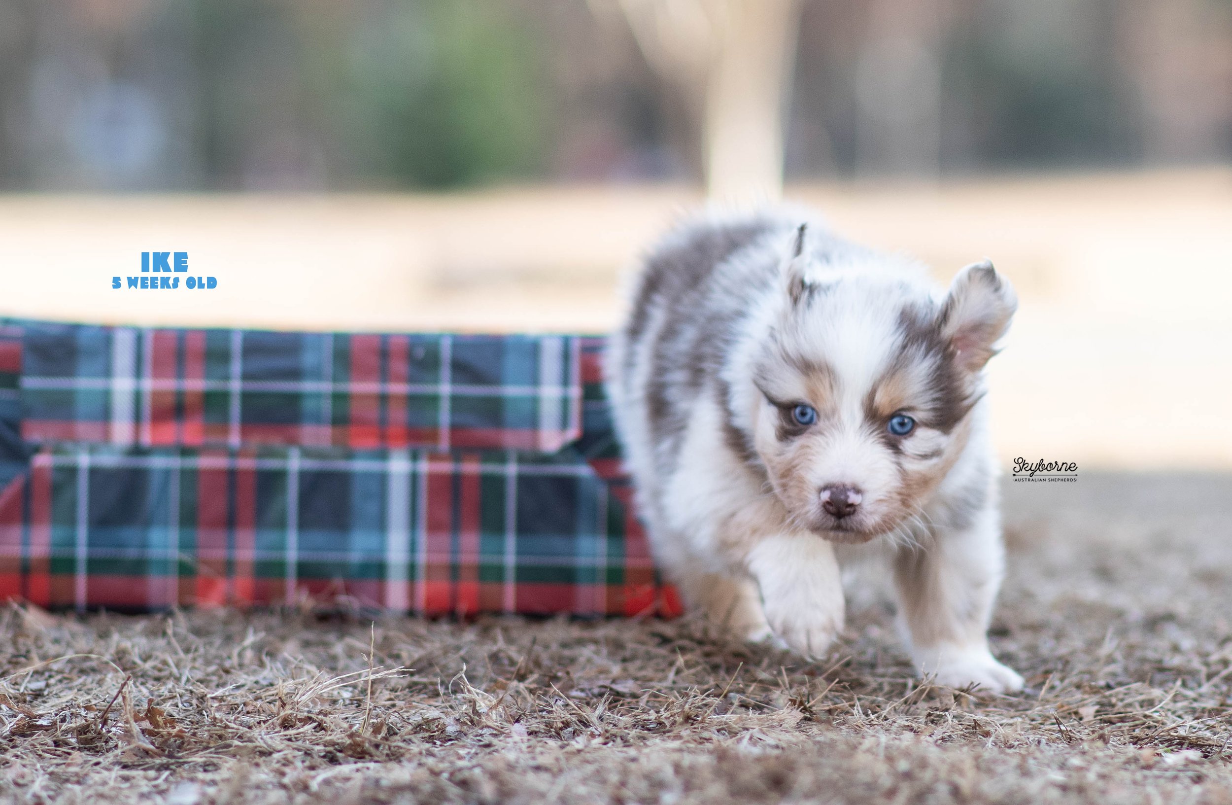 Skyborne Aussies -Strike x Samus - DSC_5035 - December 23, 2025.jpg