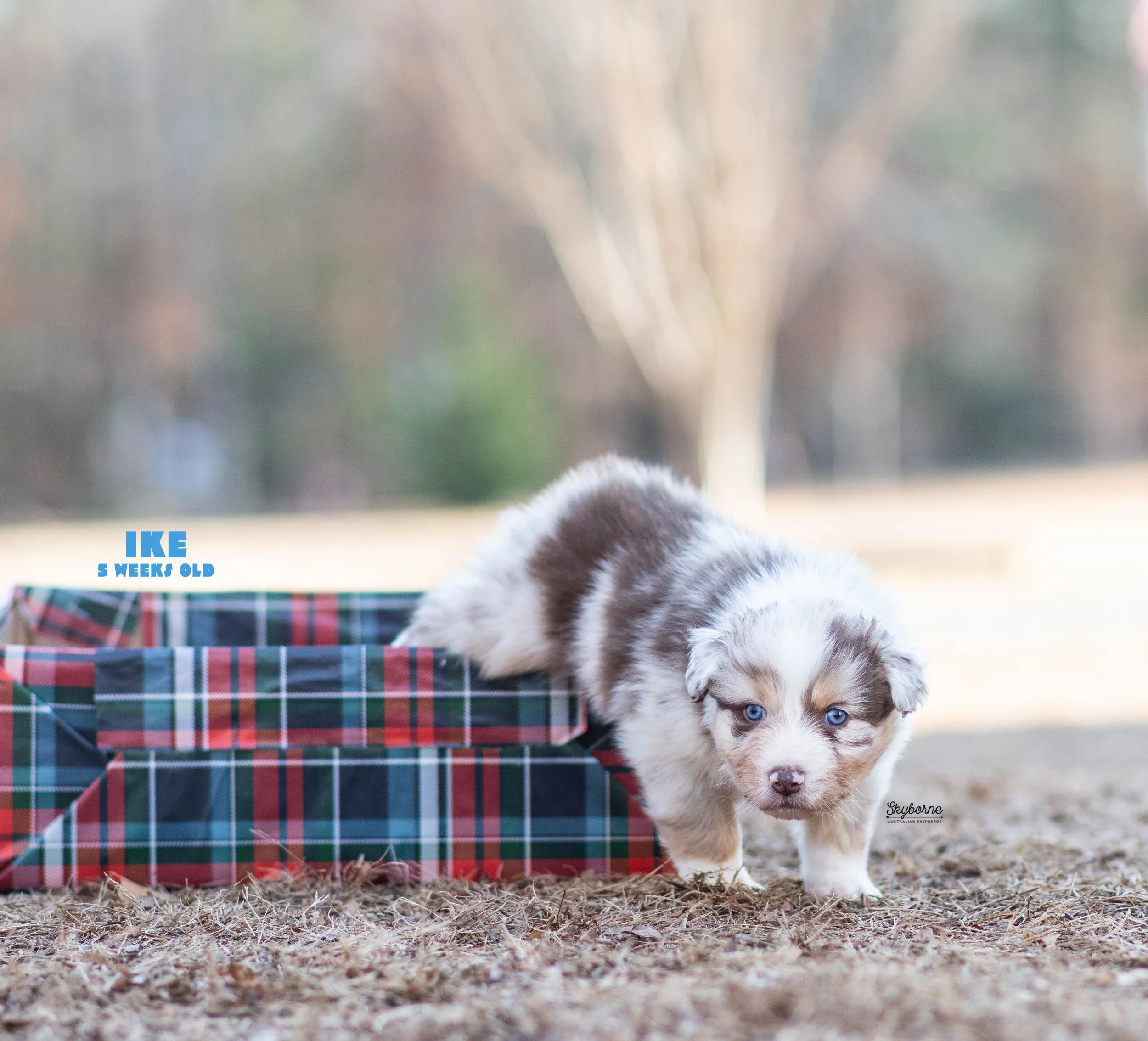 Skyborne Aussies -Strike x Samus - DSC_5033 - December 23, 2025.jpg