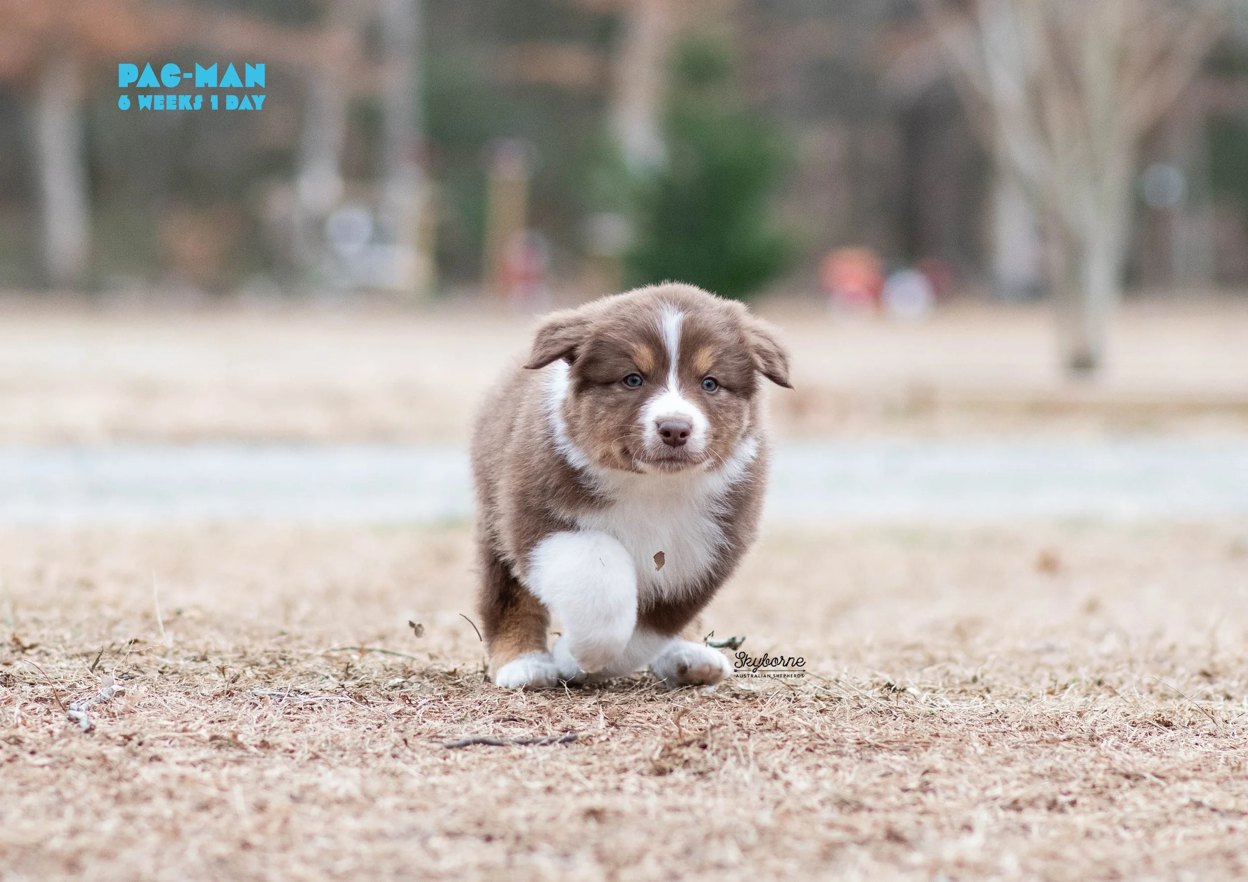 Skyborne Aussies - Strike x Samus - DSC_7306 - December 31, 2025.jpg