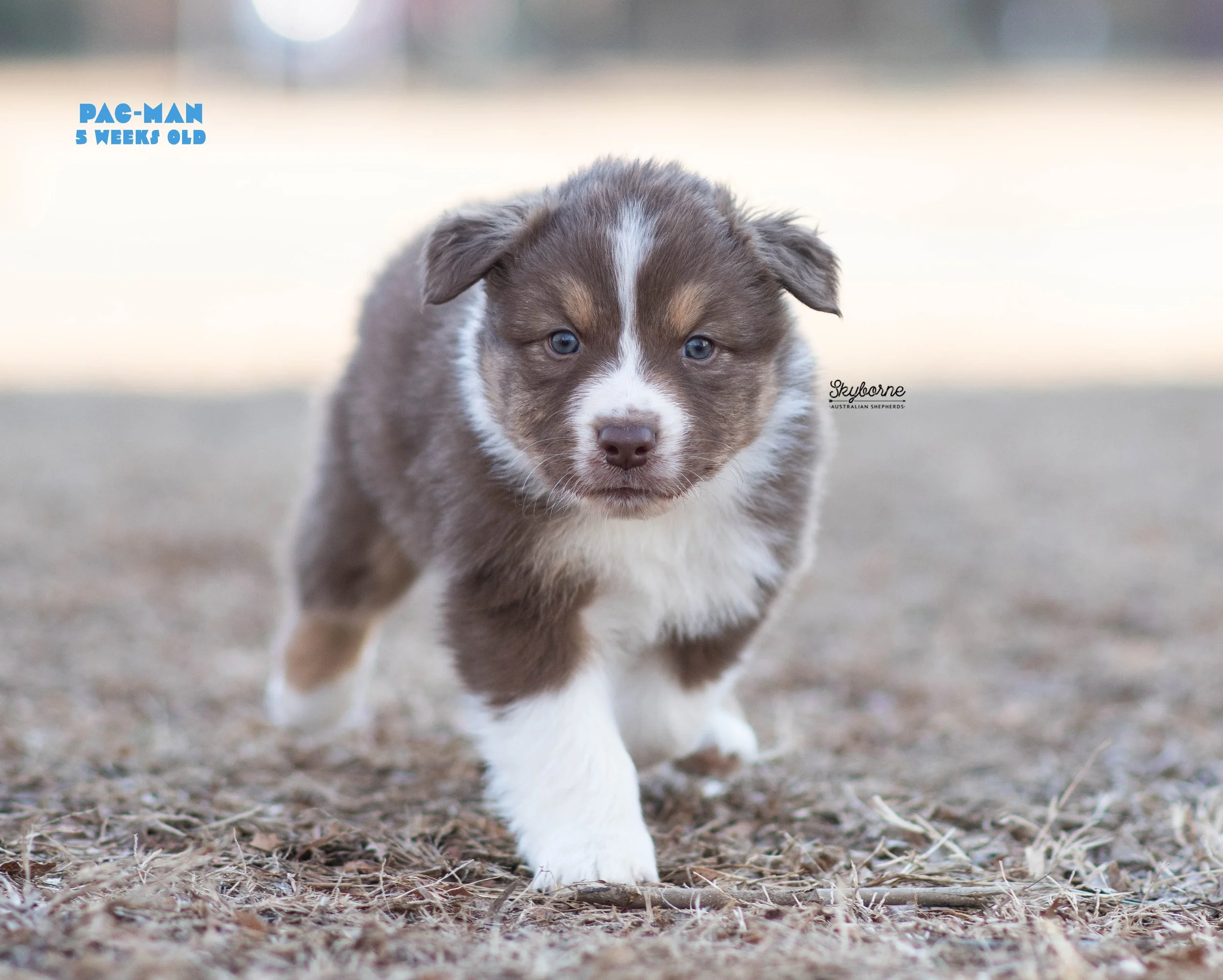 Skyborne Aussies -Strike x Samus - DSC_5091 - December 23, 2025.jpg