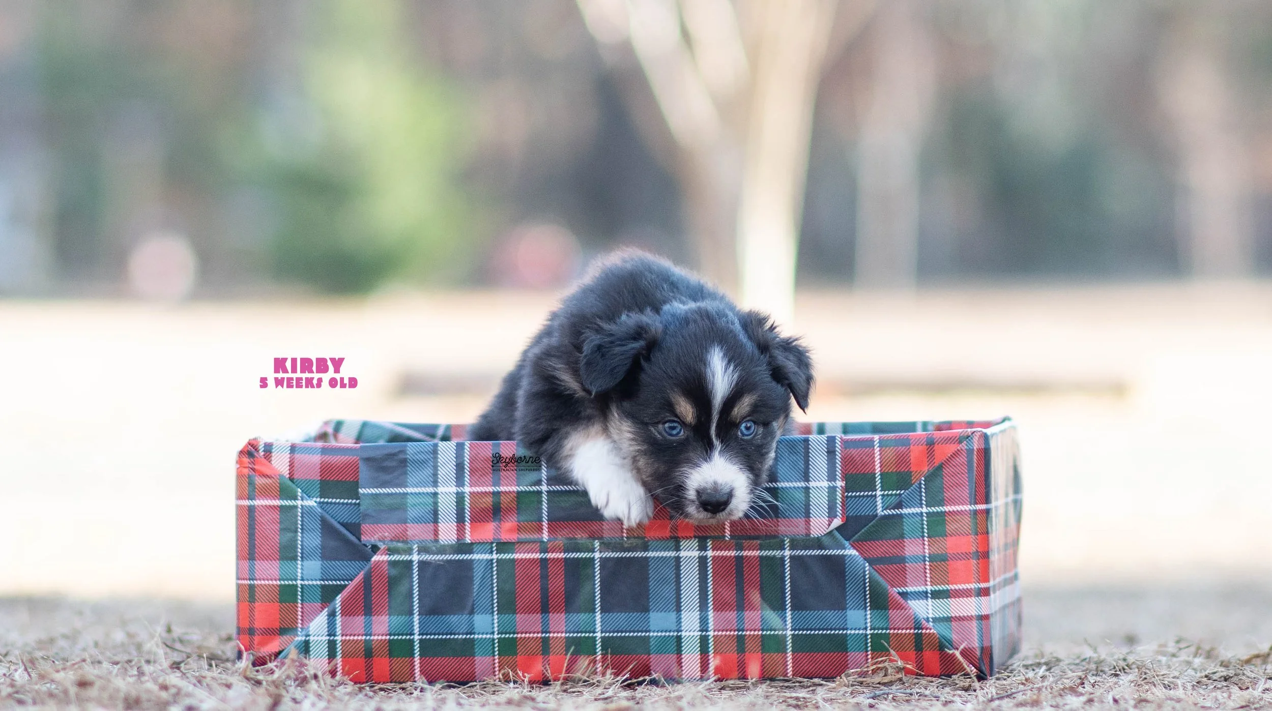 Skyborne Aussies -Strike x Samus - DSC_5178 - December 23, 2025.jpg