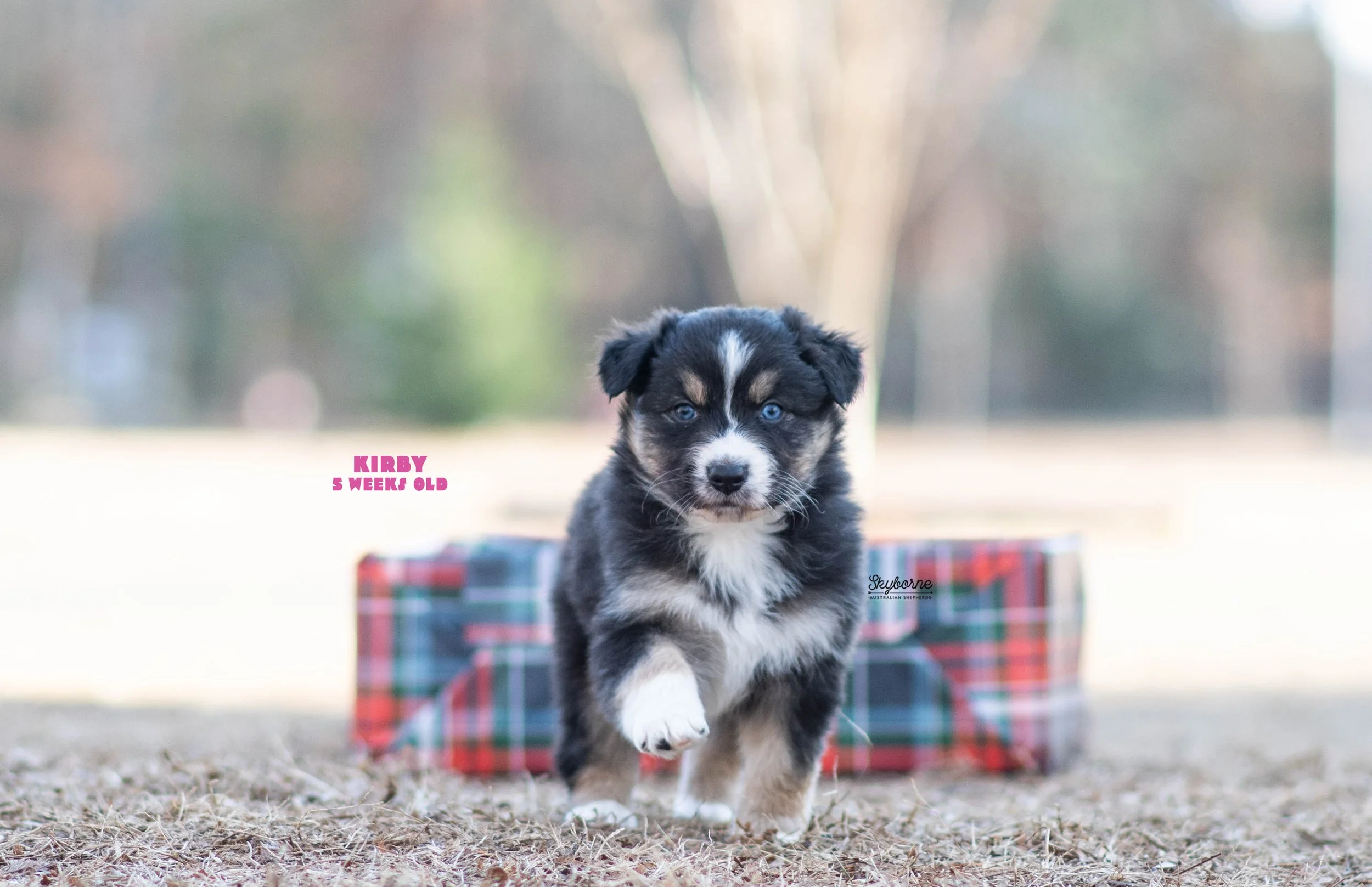 Skyborne Aussies -Strike x Samus - DSC_5188 - December 23, 2025.jpg