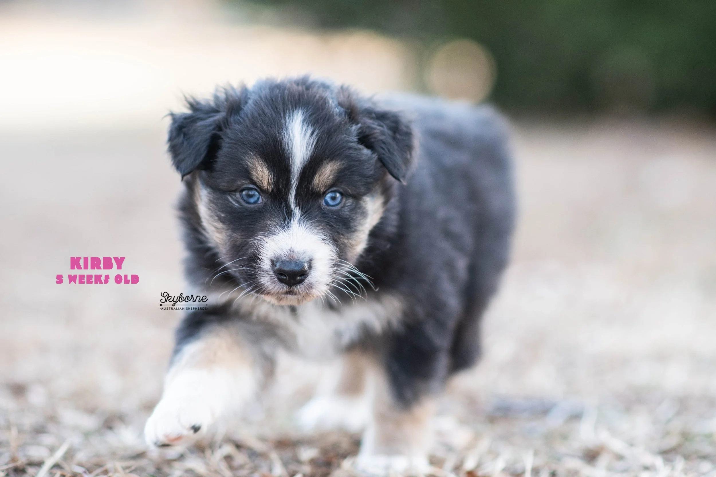 Skyborne Aussies -Strike x Samus - DSC_5171 - December 23, 2025.jpg