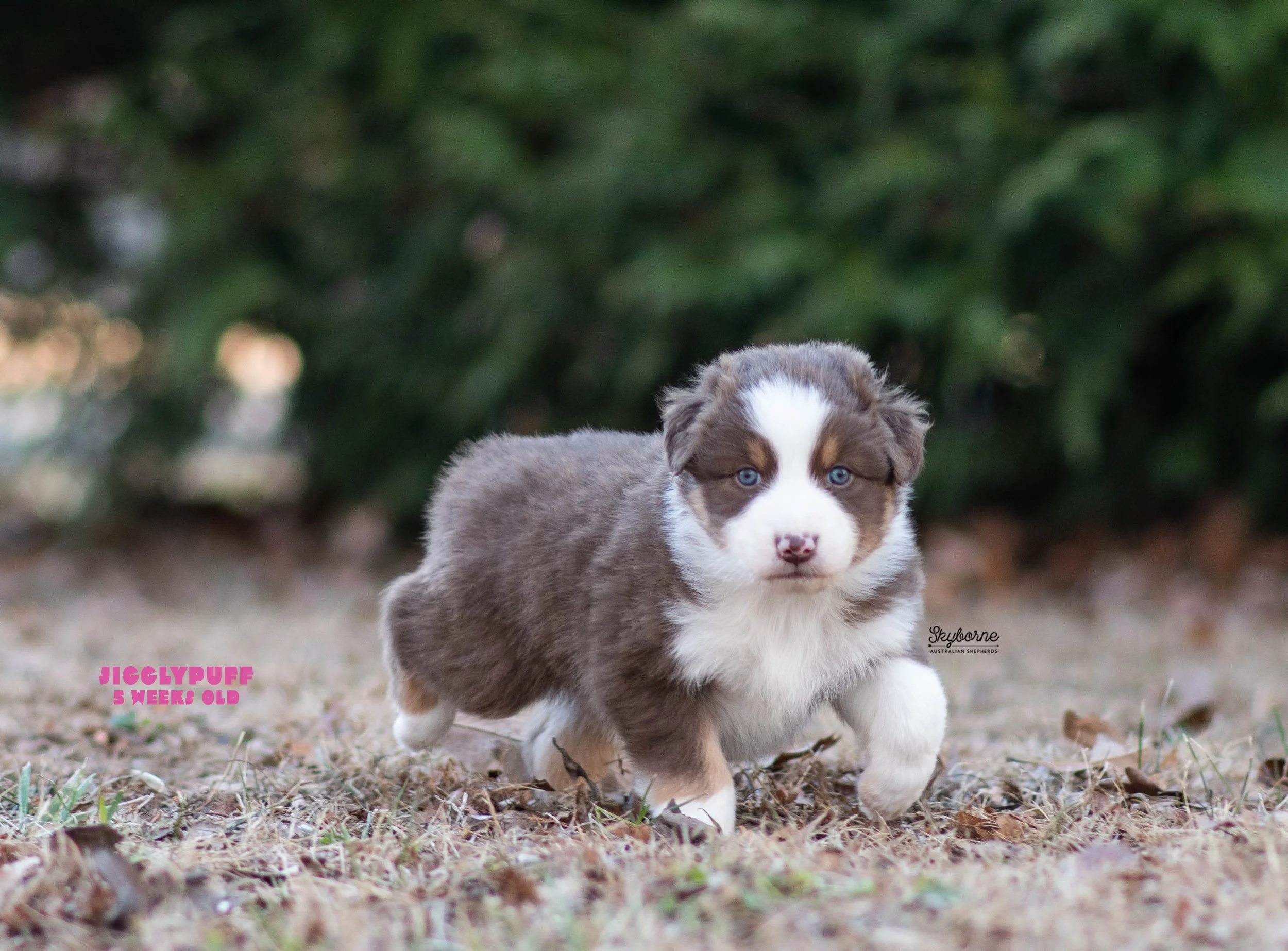 Skyborne Aussies -Strike x Samus - DSC_5227 - December 23, 2025.jpg