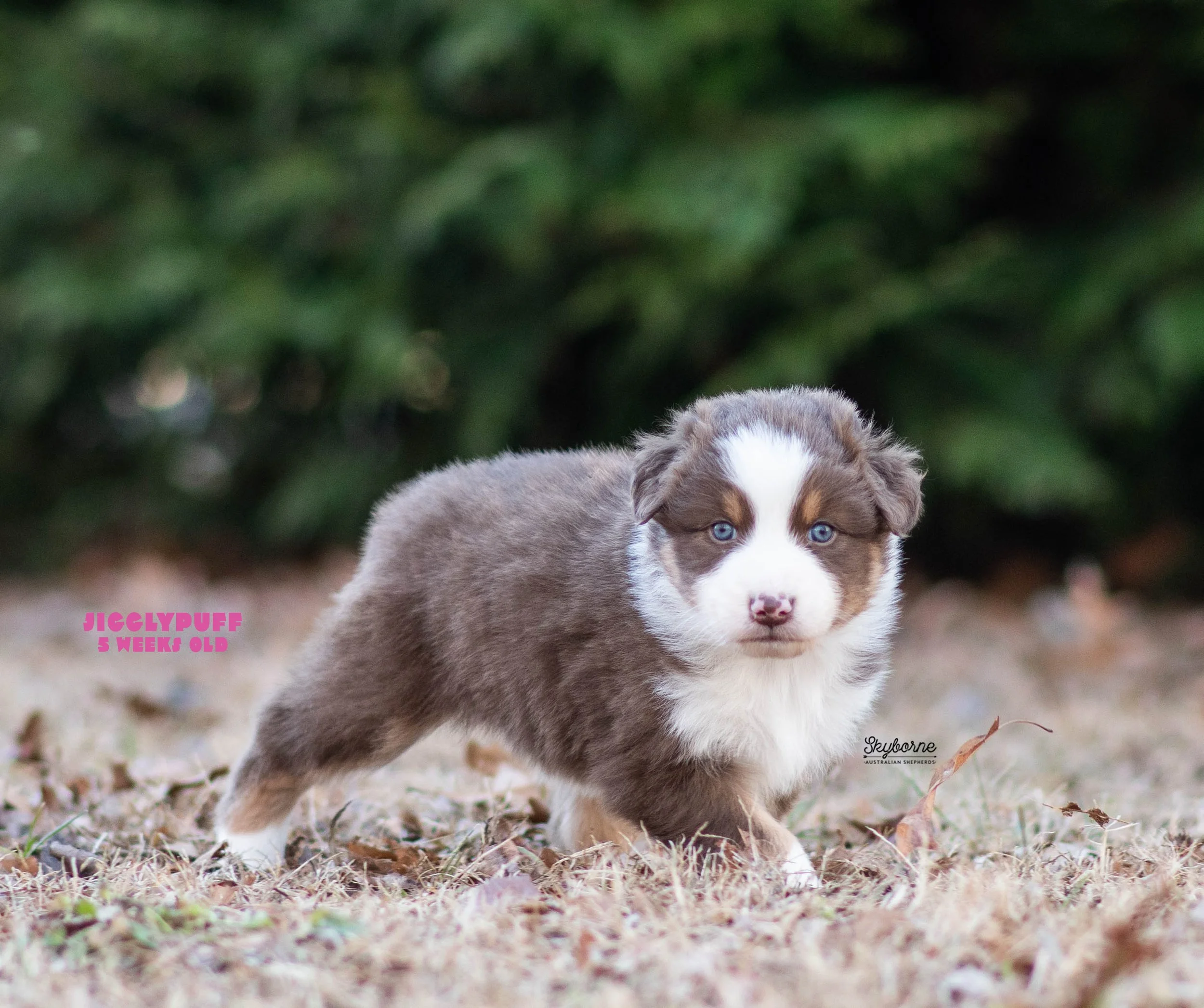 Skyborne Aussies -Strike x Samus - DSC_5230 - December 23, 2025.jpg