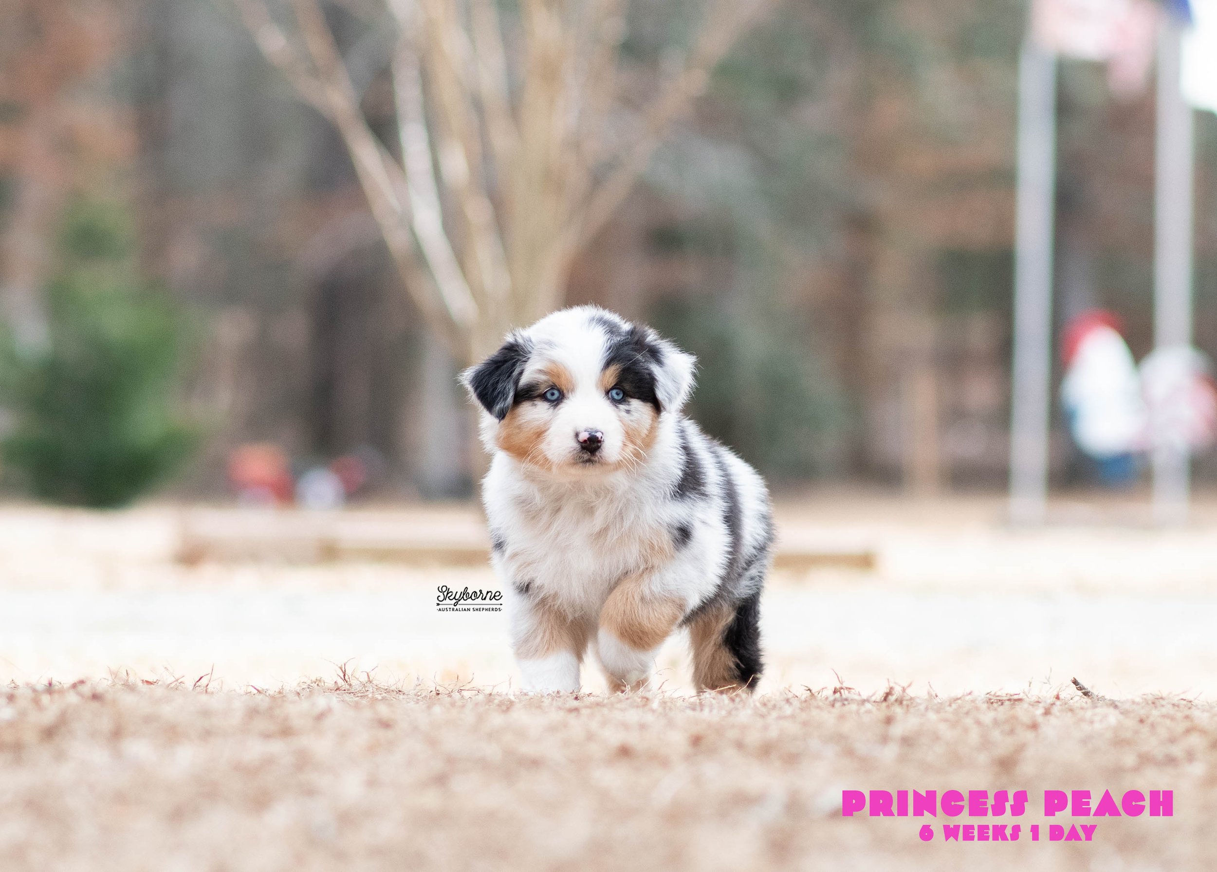 Skyborne Aussies - Strike x Samus - DSC_7507 - December 31, 2025.jpg