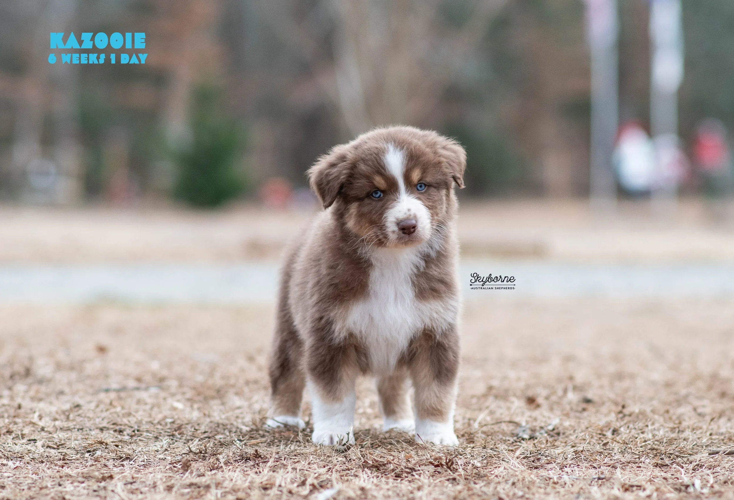 Skyborne Aussies - Strike x Samus - DSC_7577 - December 31, 2025.jpg