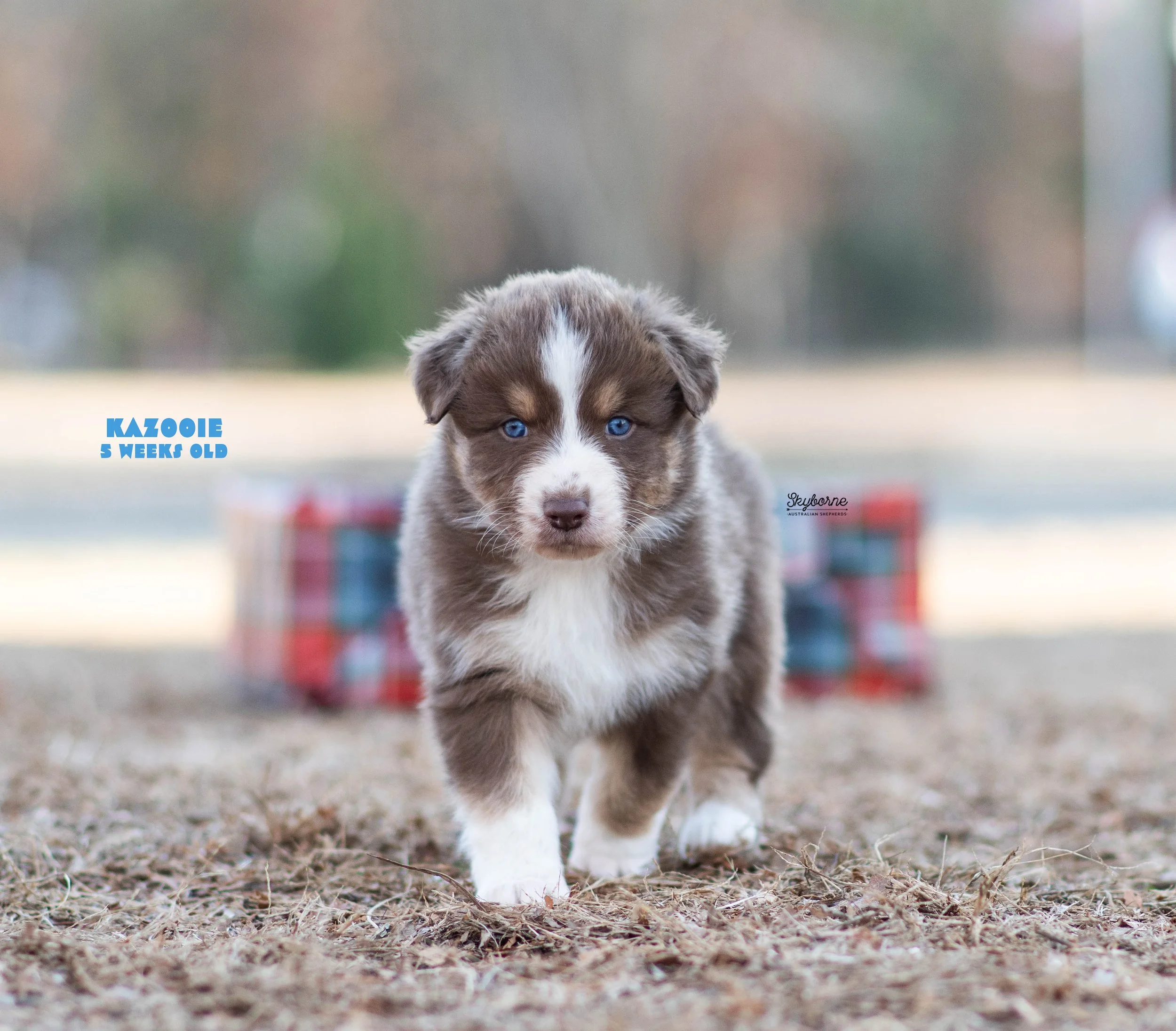 Skyborne Aussies -Strike x Samus - DSC_5503 - December 23, 2025.jpg