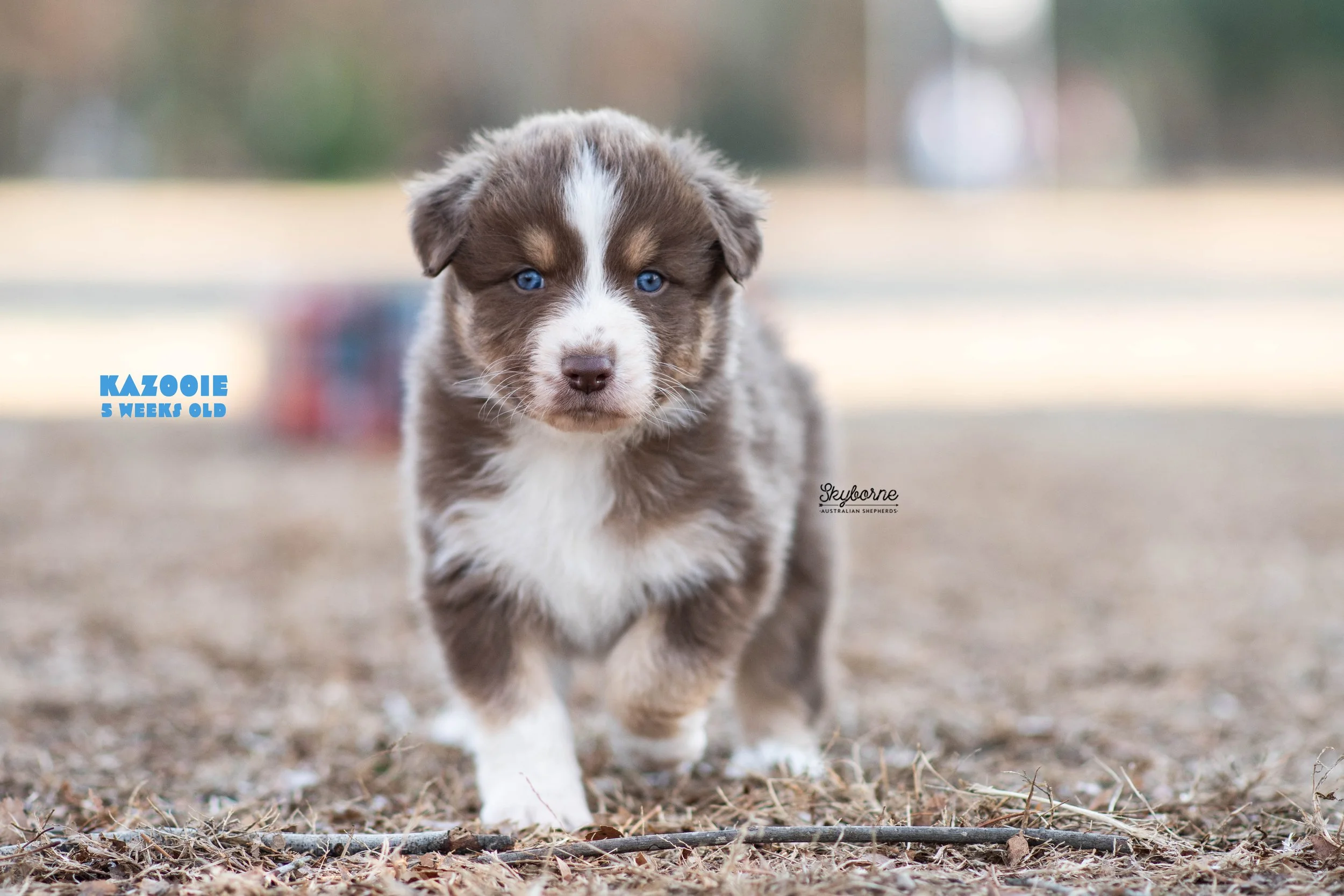 Skyborne Aussies -Strike x Samus - DSC_5512 - December 23, 2025.jpg