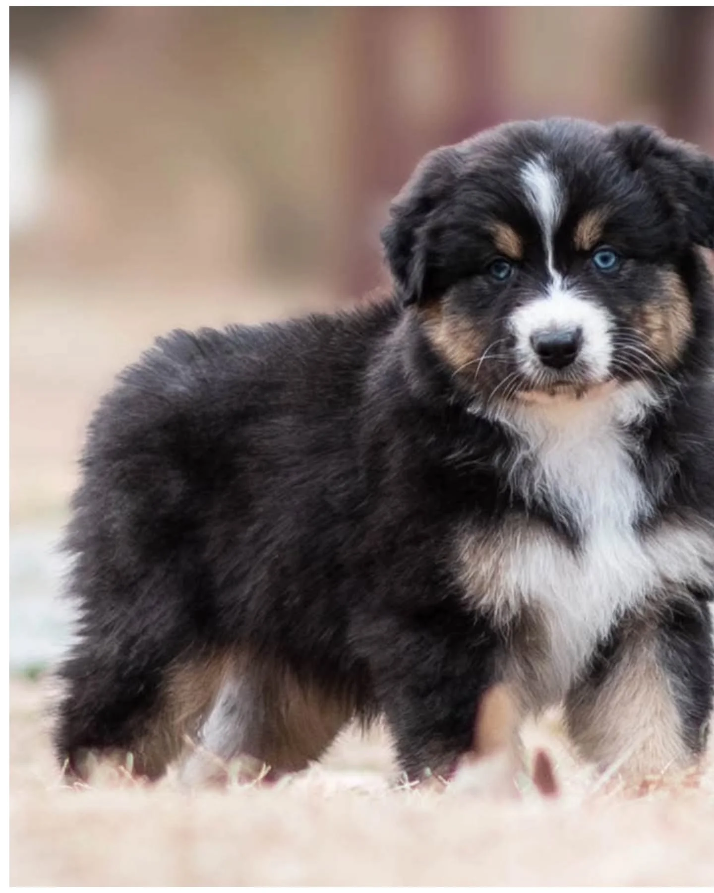 Happy 6 weeks so our Super Smash Bros!

It&rsquo;s hard to believe we&rsquo;ll be starting evaluations next week 🤍

The babies had their first bath and blow-dry today and did fabulous. We&rsquo;ve also begun practicing stacking on the box, and it&rs