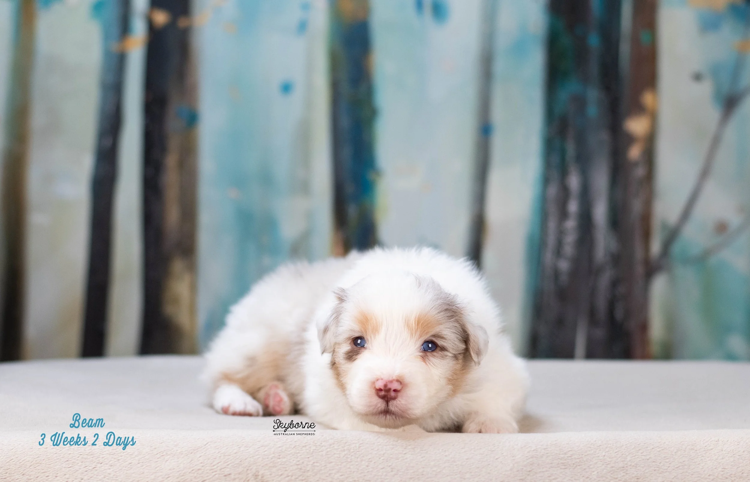 Skyborne Aussies - Kraken x Halo - DSC_7917 - January 04, 2026.jpg