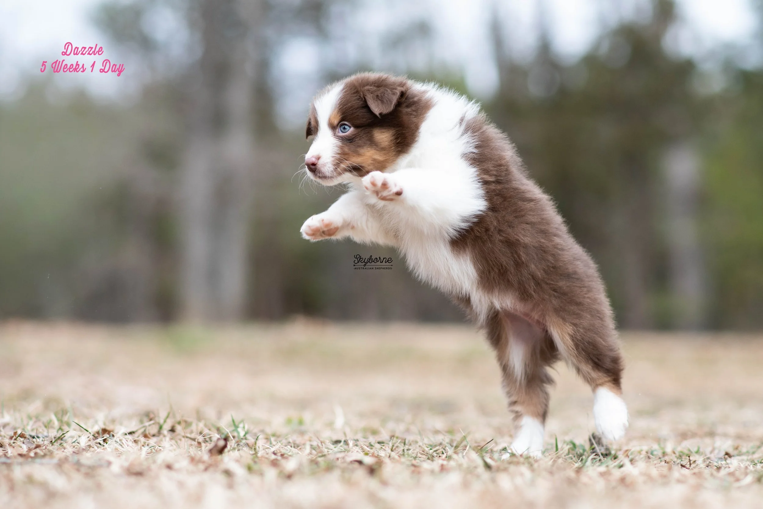 Skyborne Aussies - Kraken x Halo - DSC_1433 - January 16, 2026.jpg