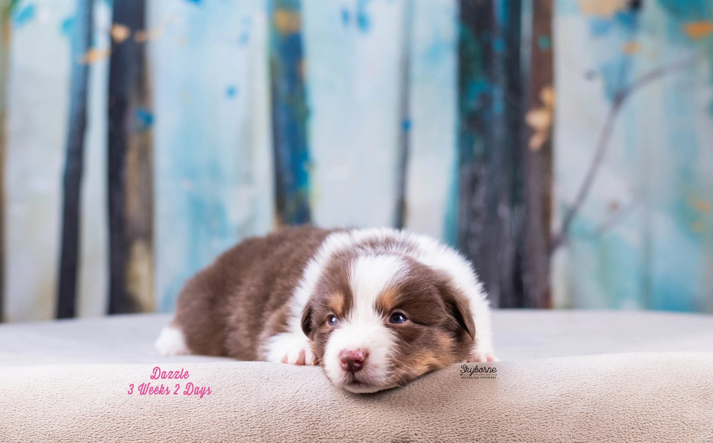 Skyborne Aussies - Kraken x Halo - DSC_7877 - January 04, 2026.jpg