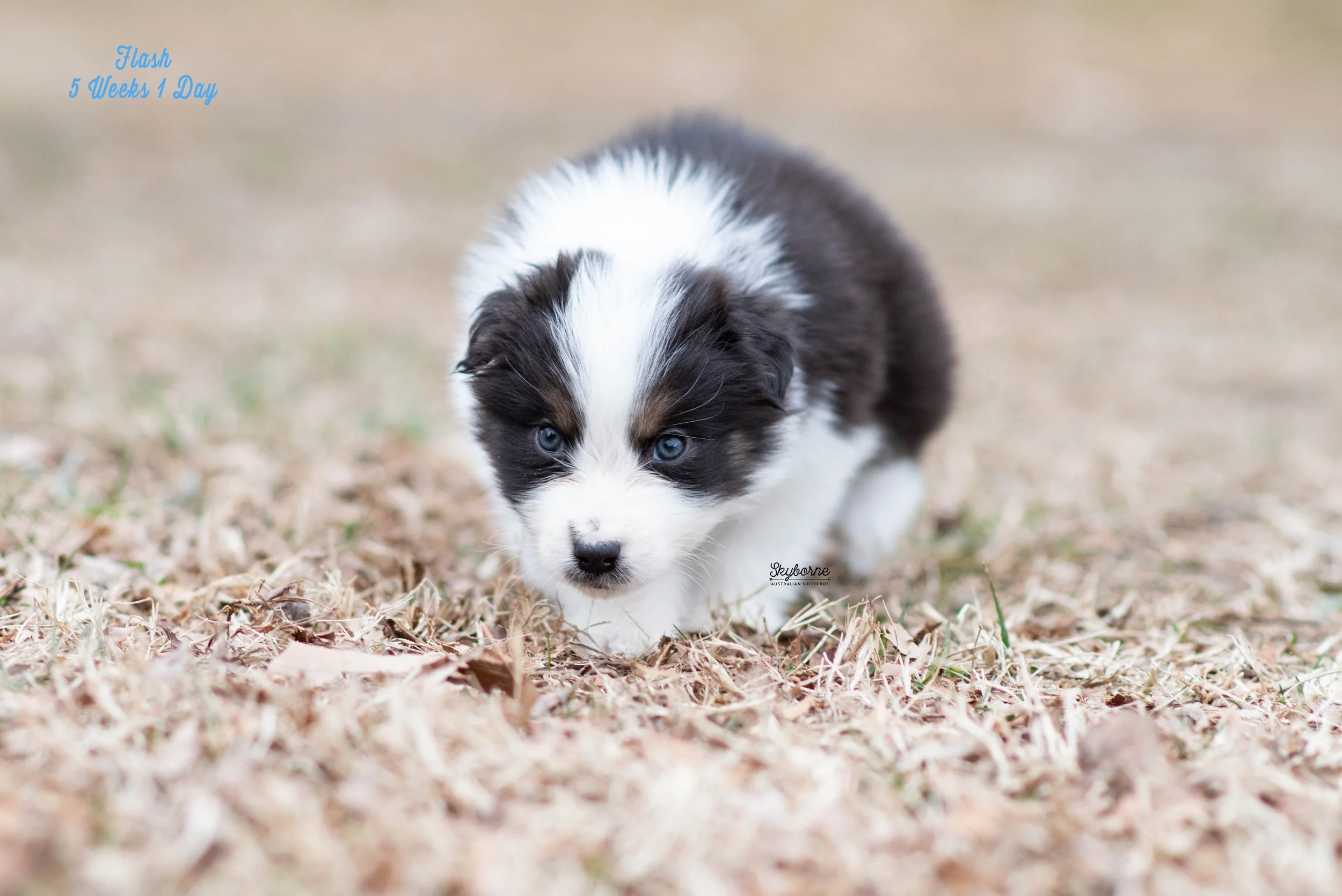 Skyborne Aussies - Kraken x Halo - DSC_0729 - January 16, 2026.jpg