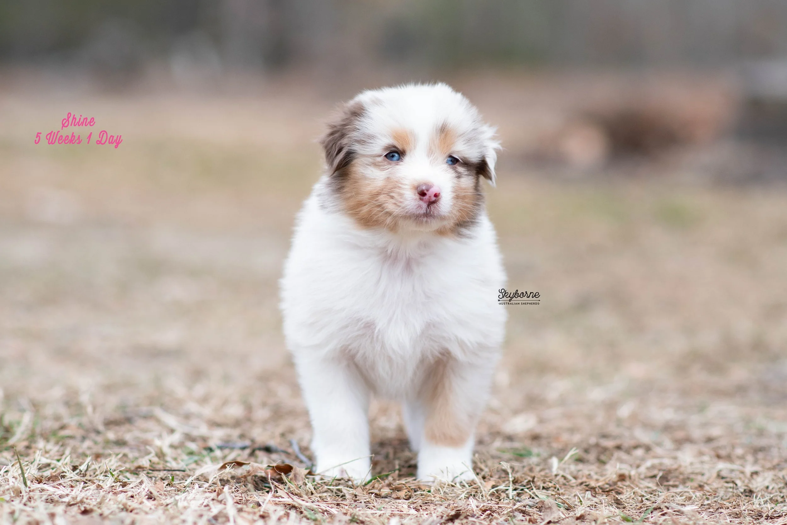 Skyborne Aussies - Kraken x Halo - DSC_0822 - January 16, 2026.jpg