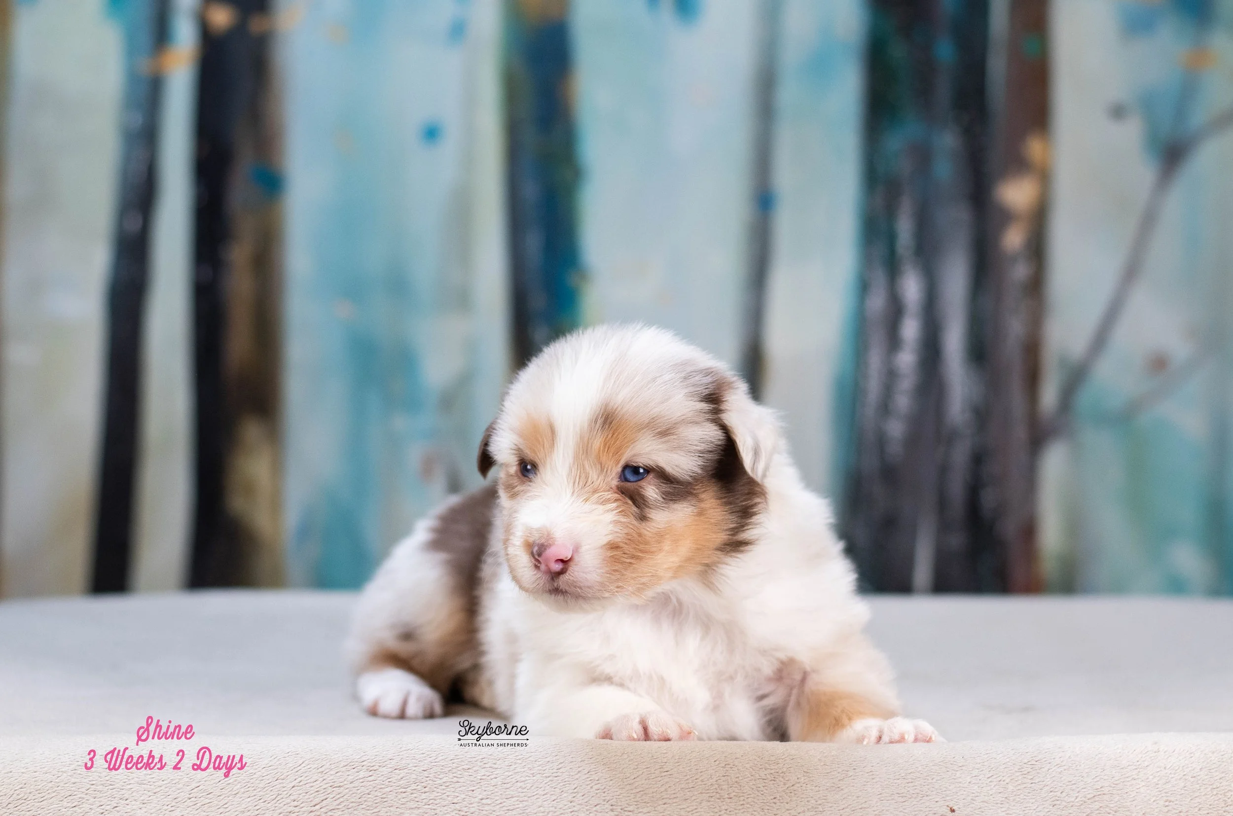 Skyborne Aussies - Kraken x Halo - DSC_7955 - January 04, 2026.jpg