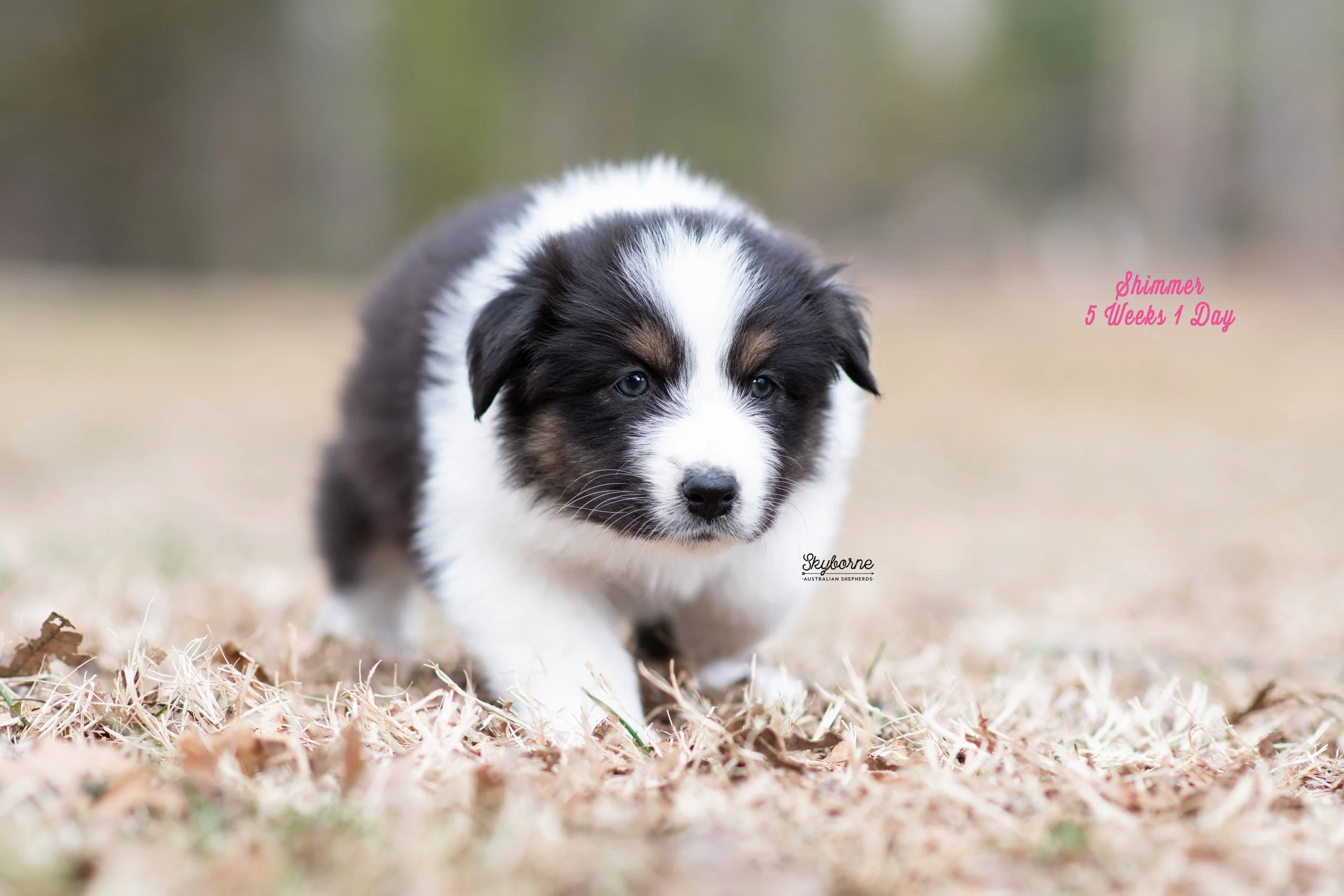 Skyborne Aussies - Kraken x Halo - DSC_1126 - January 16, 2026.jpg